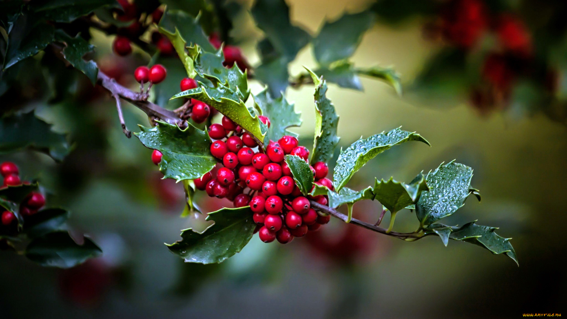 омела, природа, Ягоды, mistletoe