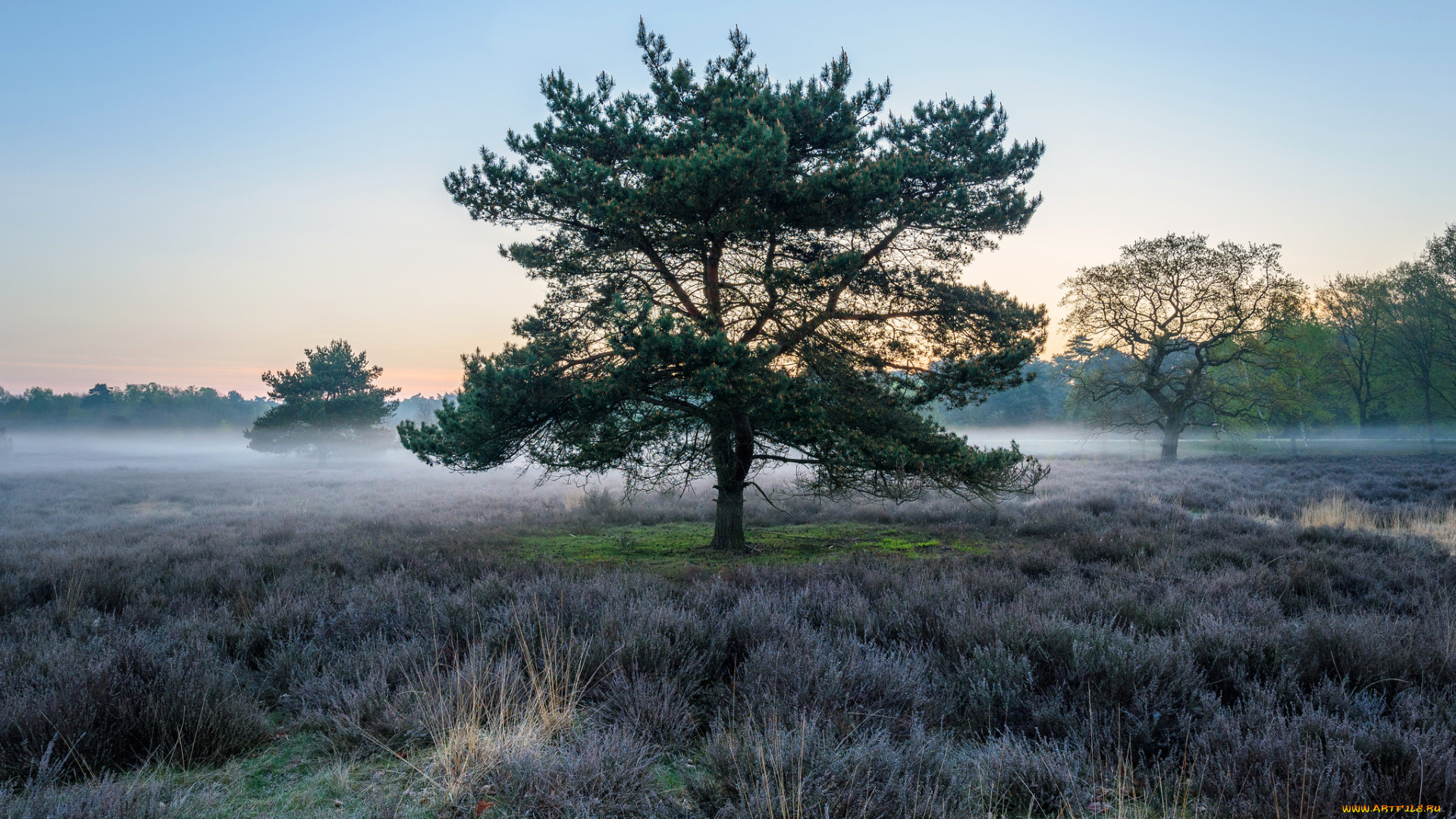 природа, деревья, простор