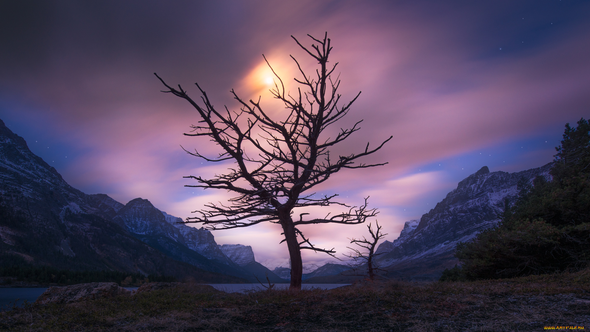 природа, деревья, простор