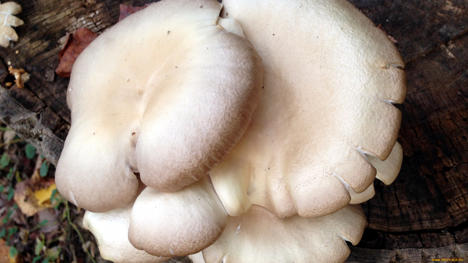 природа, грибы, грибная, семейка