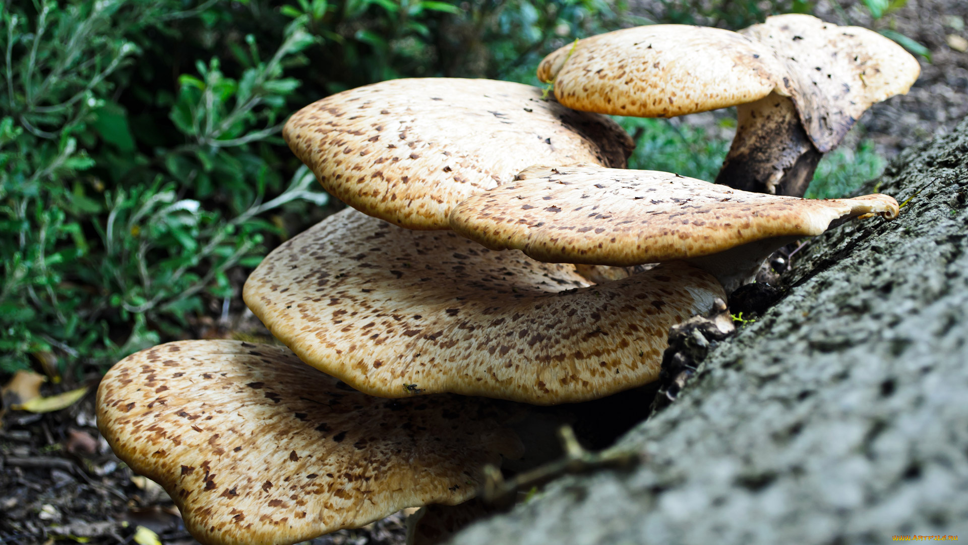 природа, грибы, шляпки