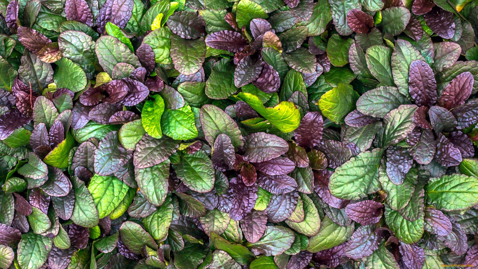 природа, листья, текстура