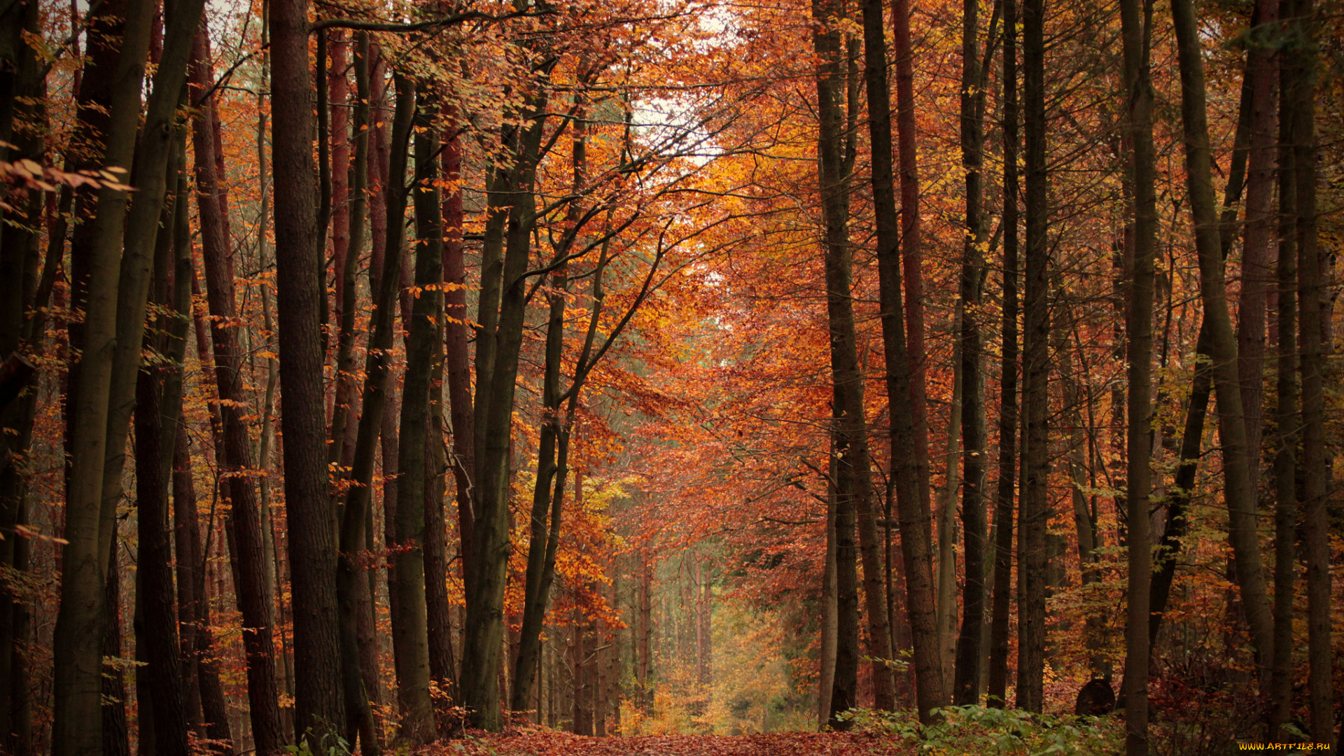 природа, парк, простор