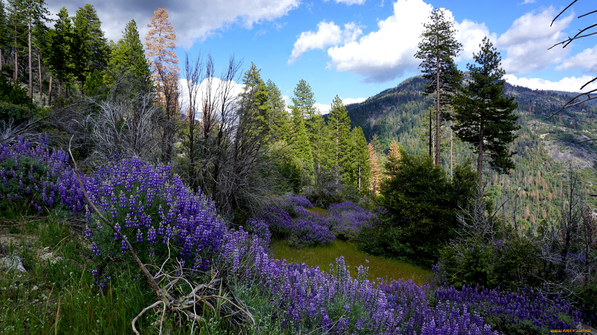 природа, пейзажи, простор