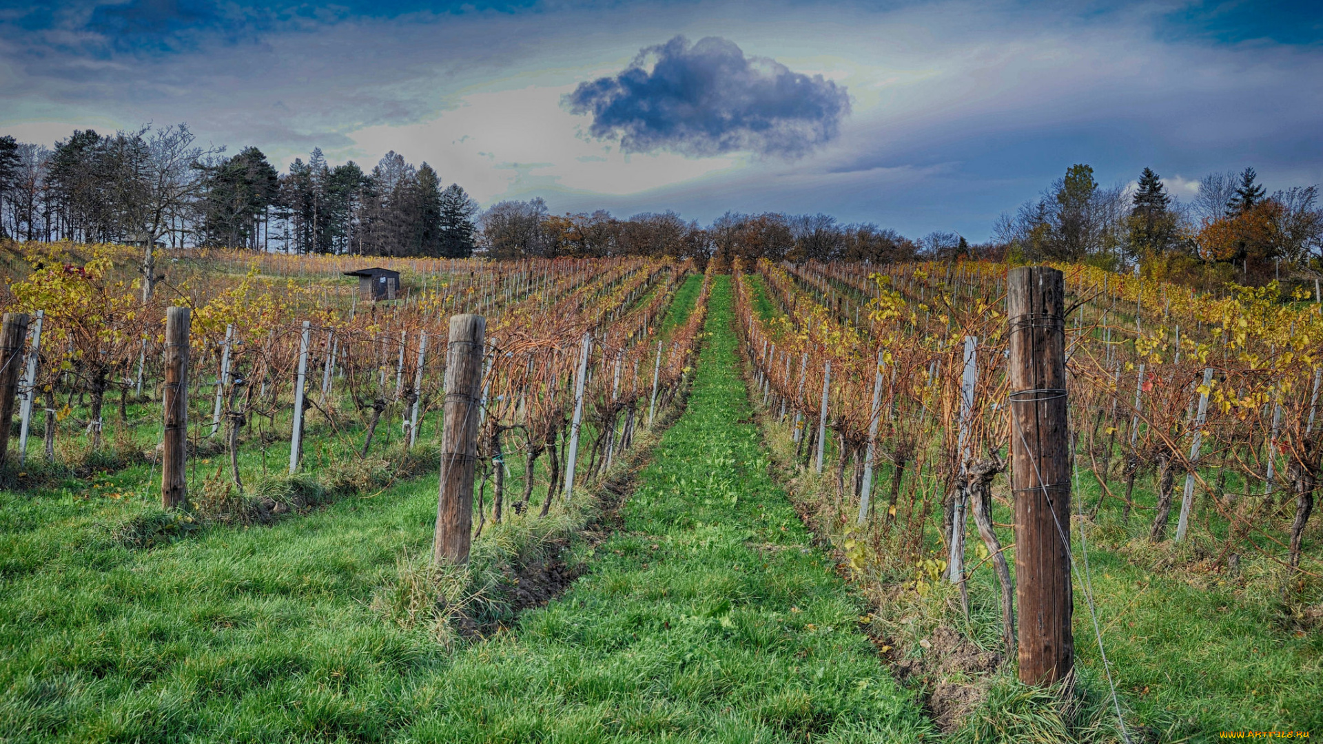 природа, поля, простор