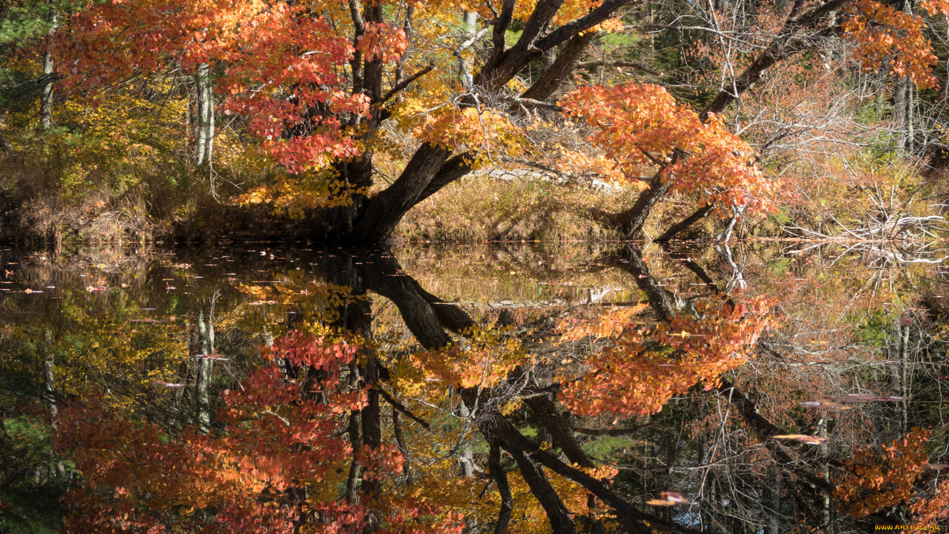 природа, реки, озера, простор