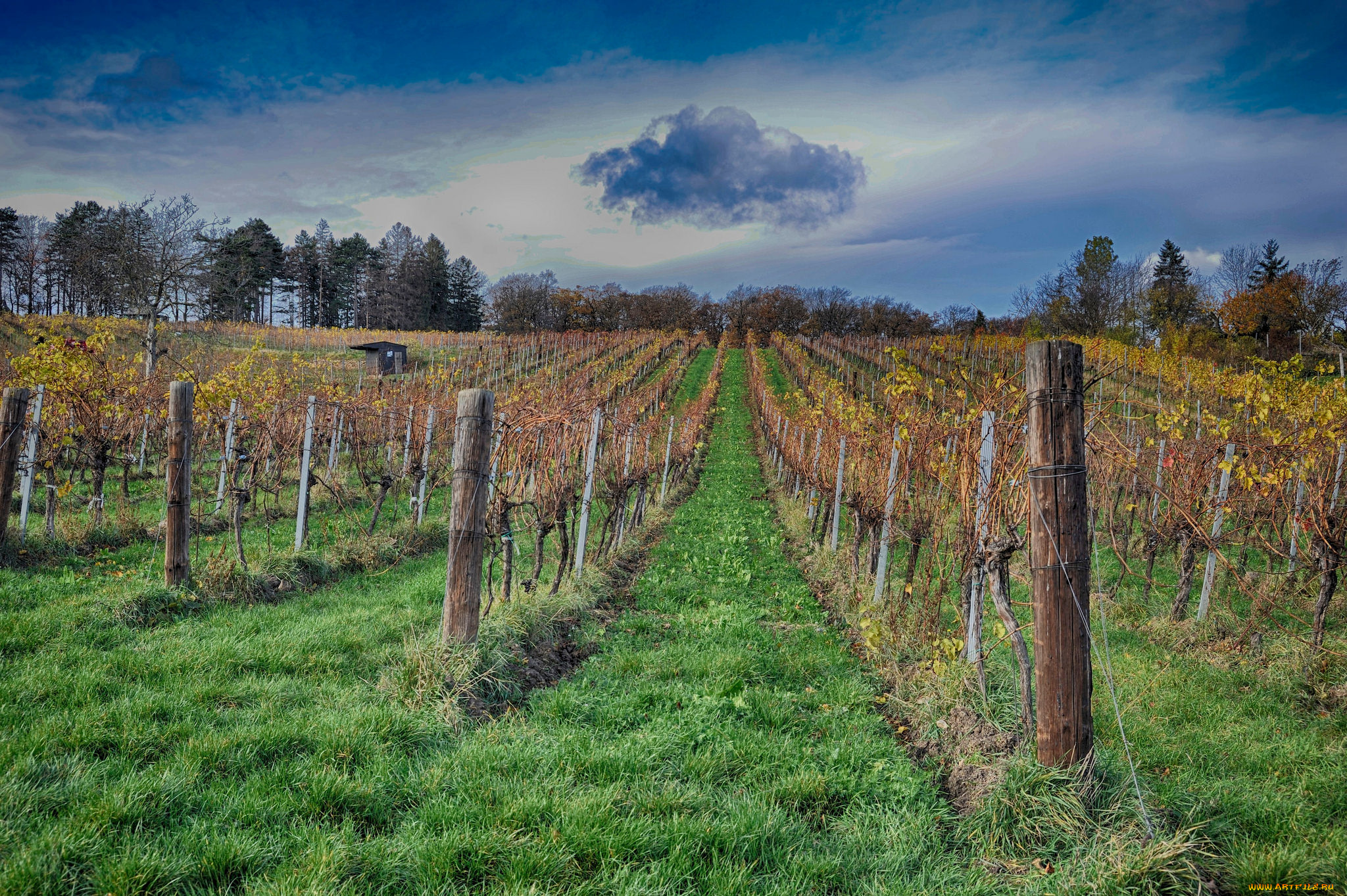 природа, поля, простор