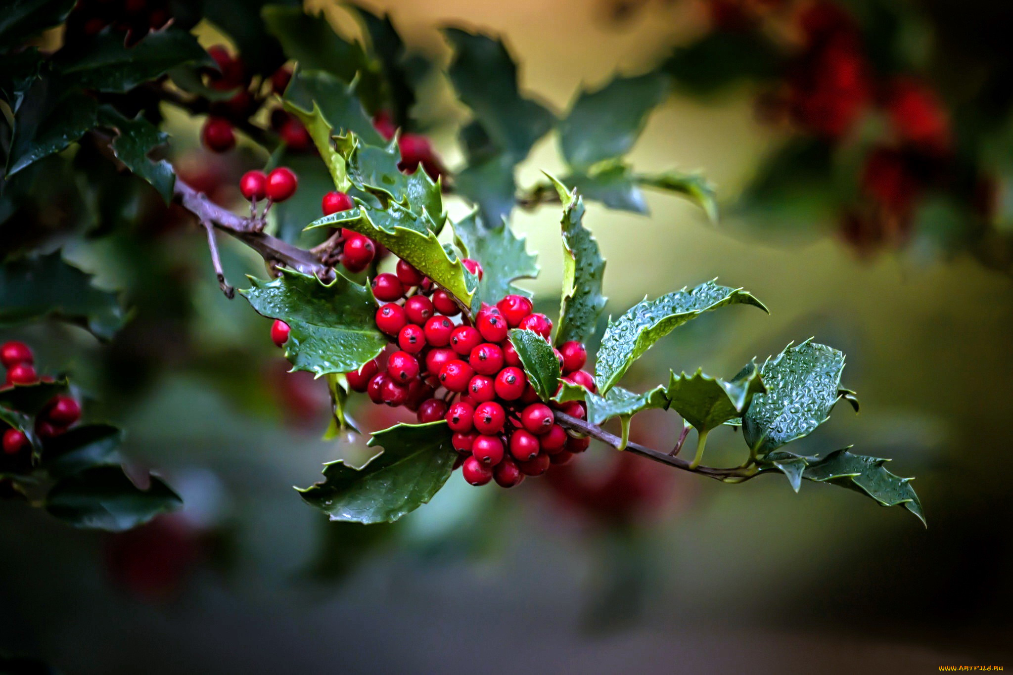 омела, природа, Ягоды, mistletoe