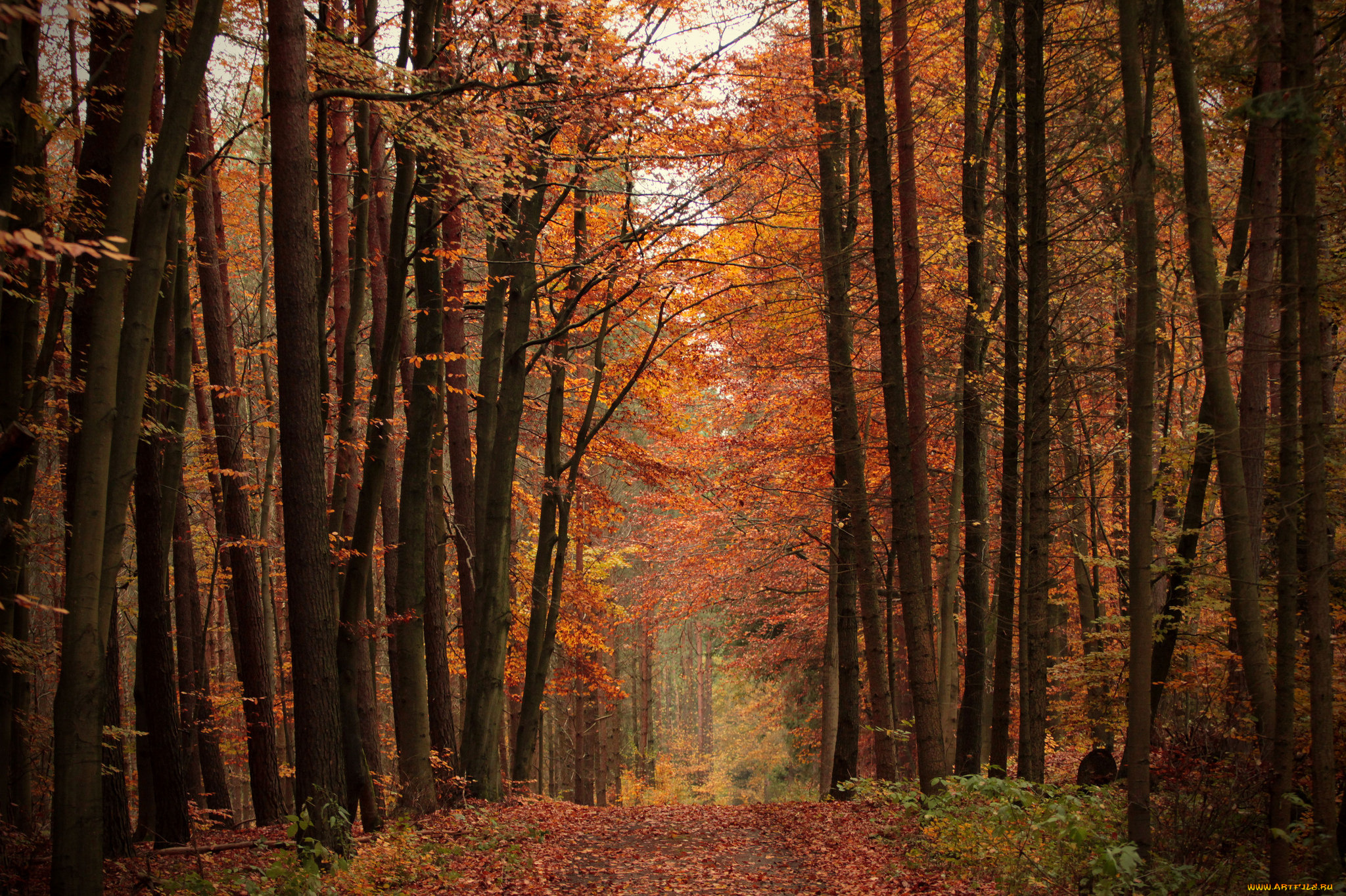 природа, парк, простор