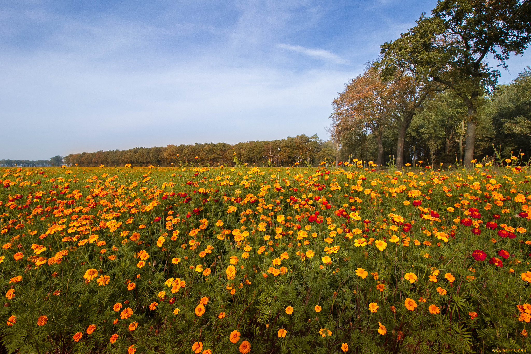 природа, поля, простор