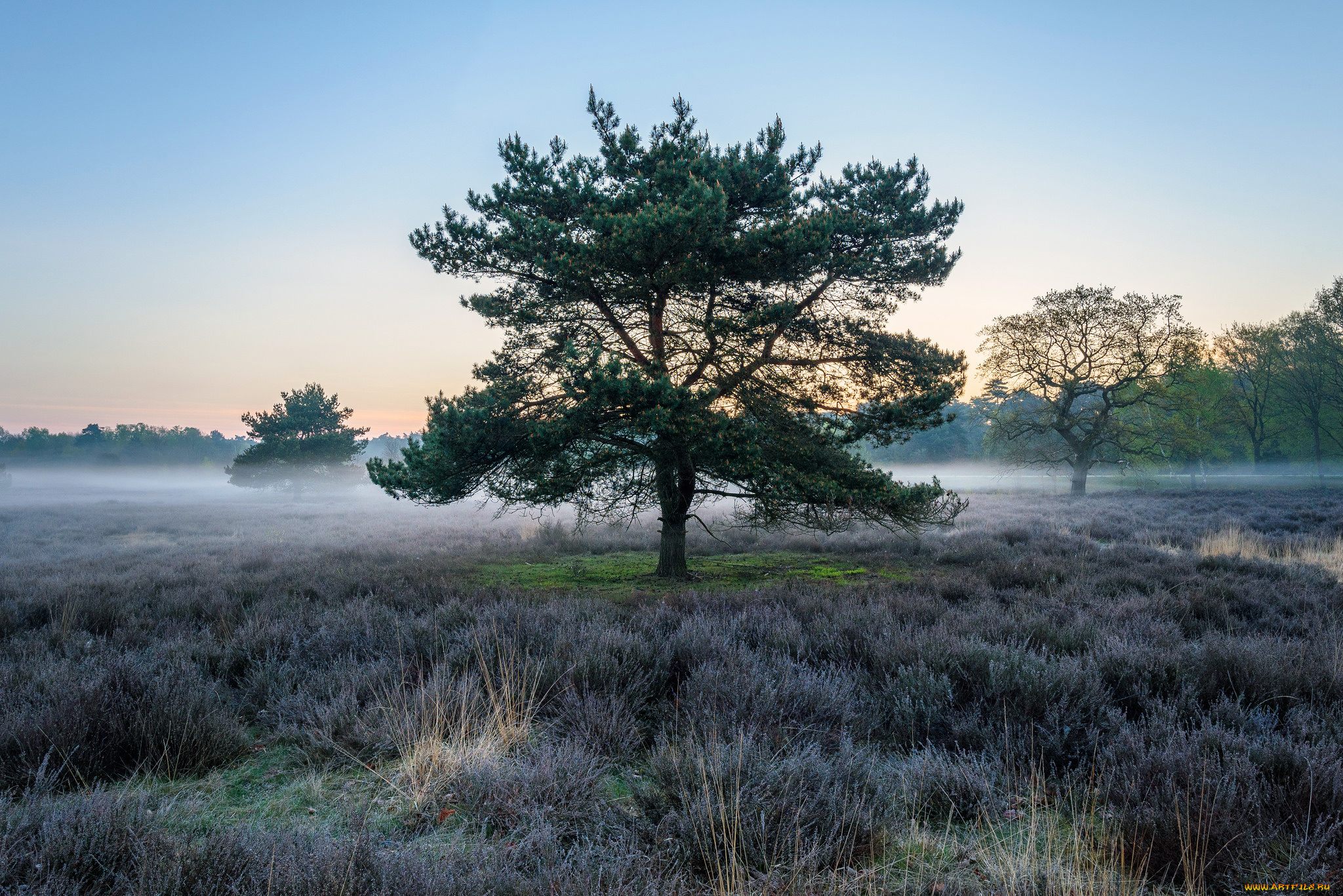 природа, деревья, простор