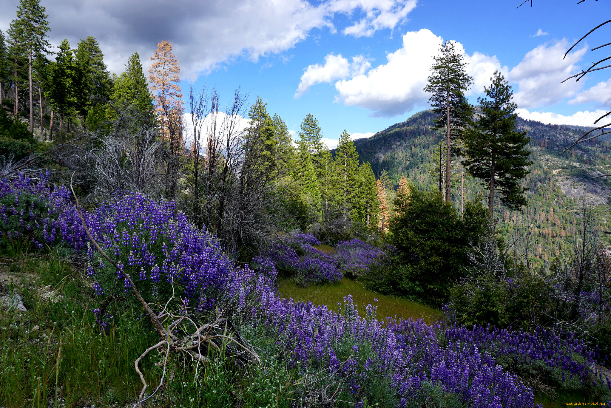 природа, пейзажи, простор