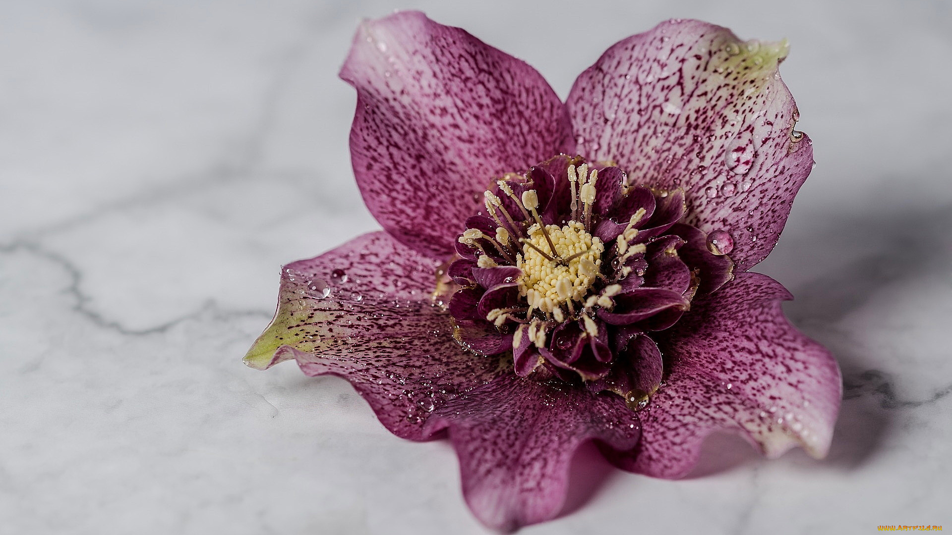 цветы, геллеборус, , морозник, макро