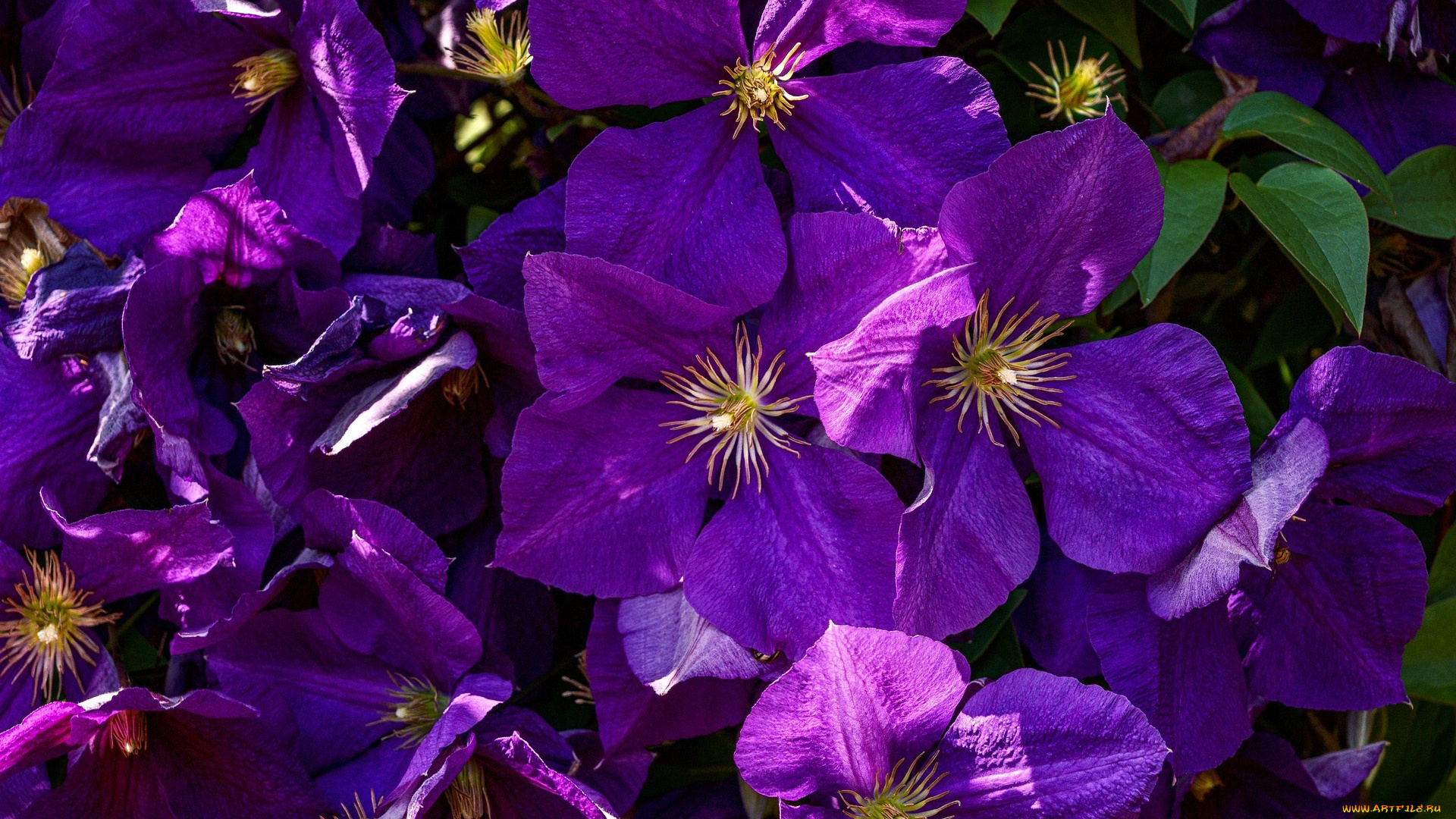 цветы, клематис, , ломонос, лиловый, клематис