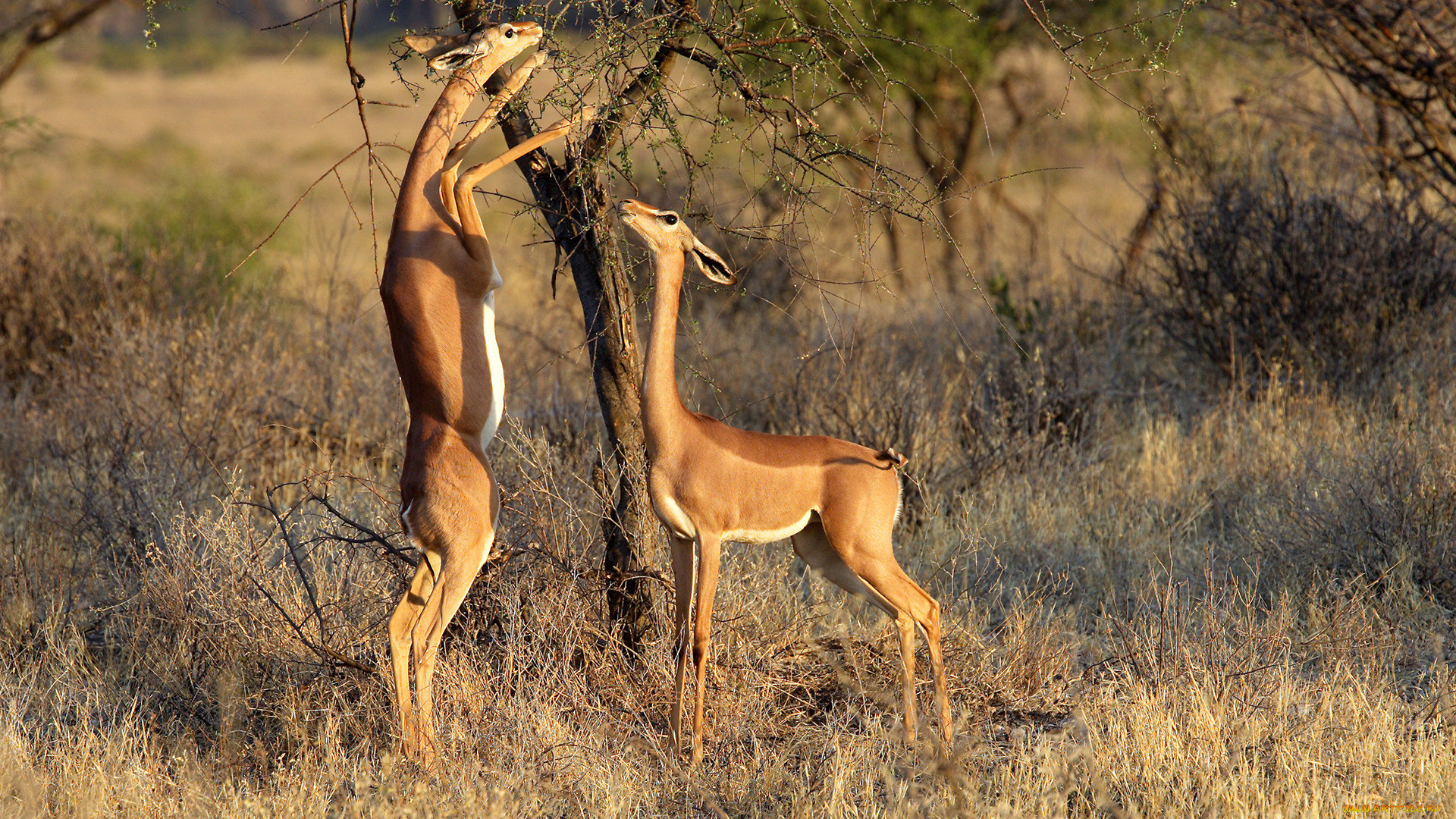 gerenuk, животные, антилопы, гаренук, антилопа, китопарнокопытные, полорогие, млекопитающие, гаренуки