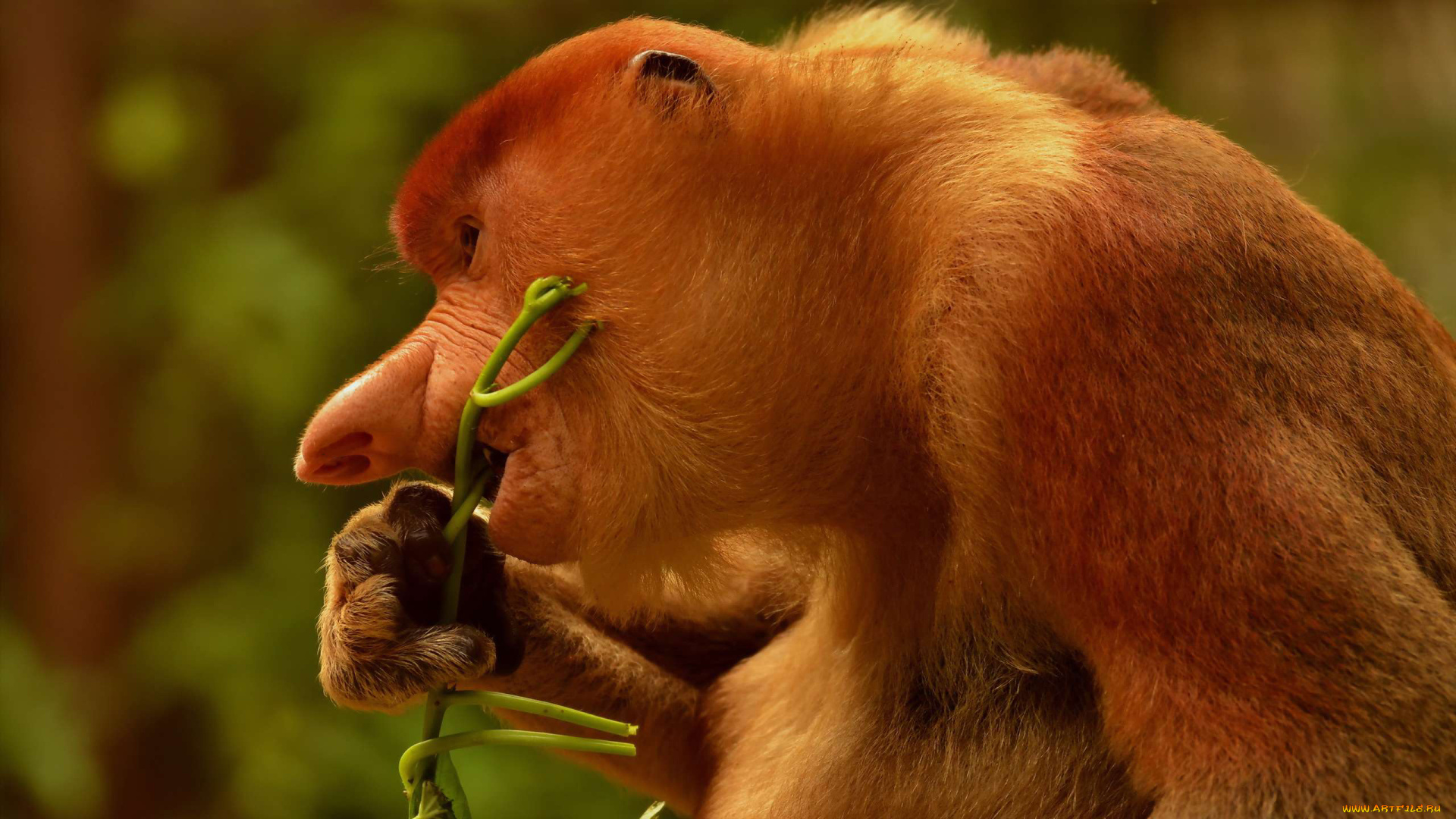 носач, животные, обезьяны, обезьяна, приматы, мартышковые, млекопитающие