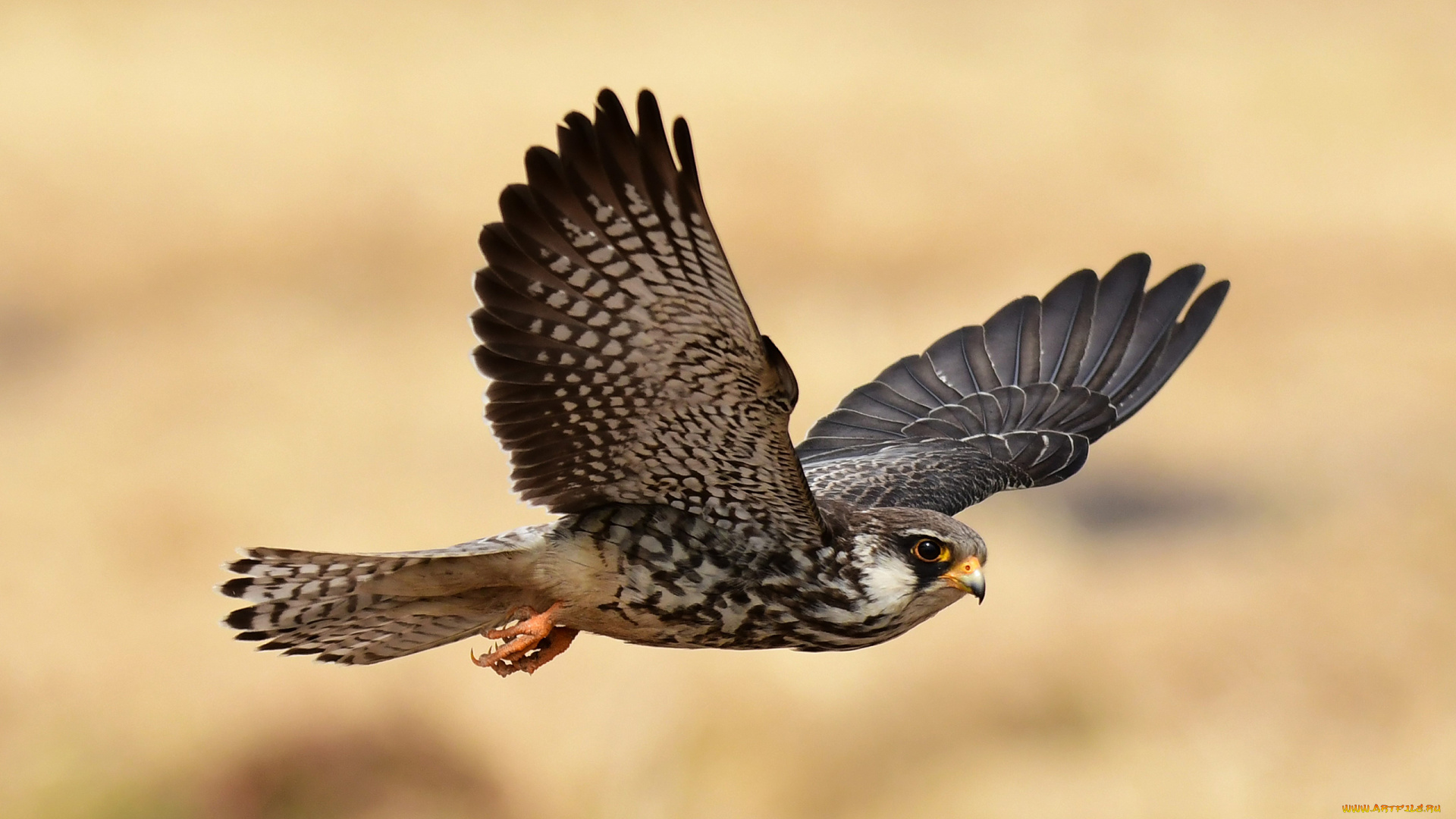 сапсан, животные, птицы, -, хищники, сокол, соколиные, соколообразные, птица, хищник, клюв, когти, перья, крылья, полёт