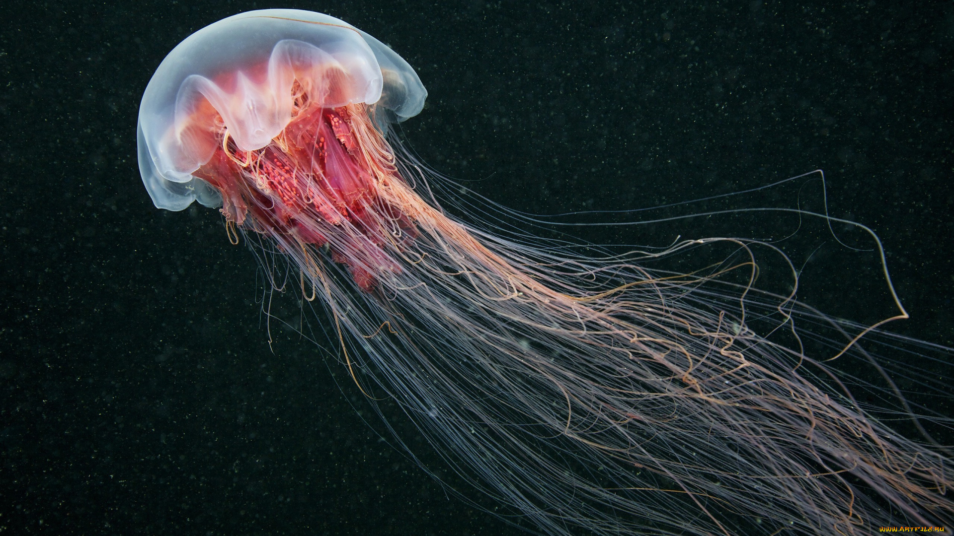 животные, медузы, медуза, подводный, мир, организм, море, океан, вода, гидроидные, сцифоидные