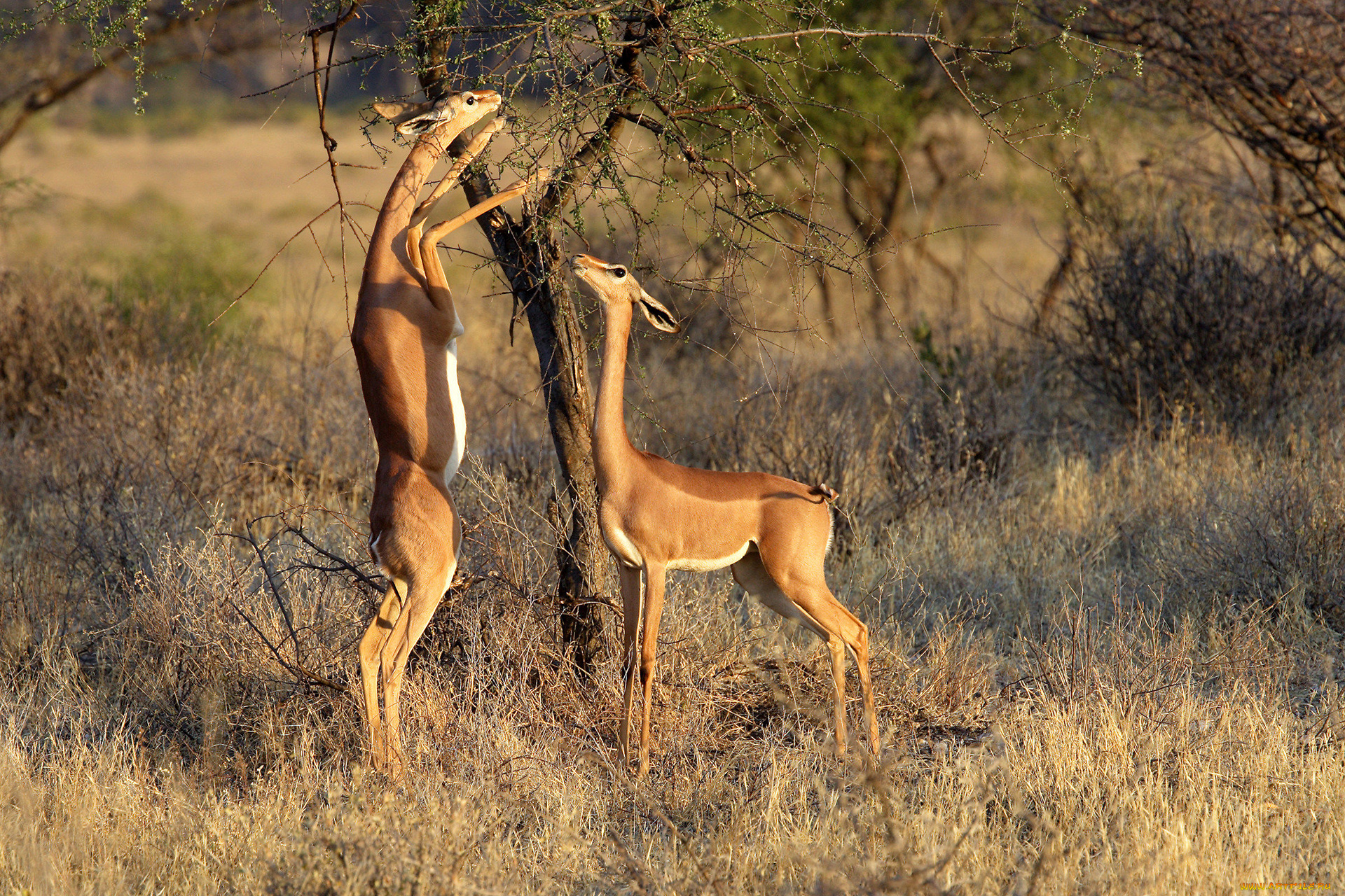 gerenuk, животные, антилопы, гаренук, антилопа, китопарнокопытные, полорогие, млекопитающие, гаренуки