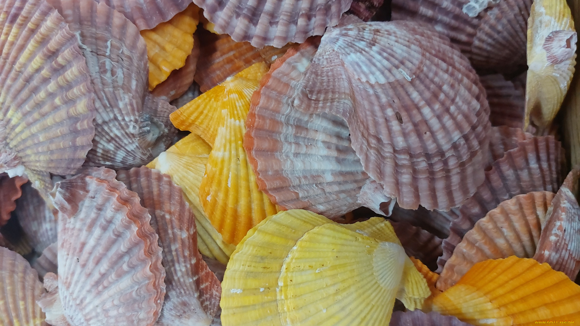 разное, ракушки, , кораллы, , декоративные, и, spa-камни, разноцветные