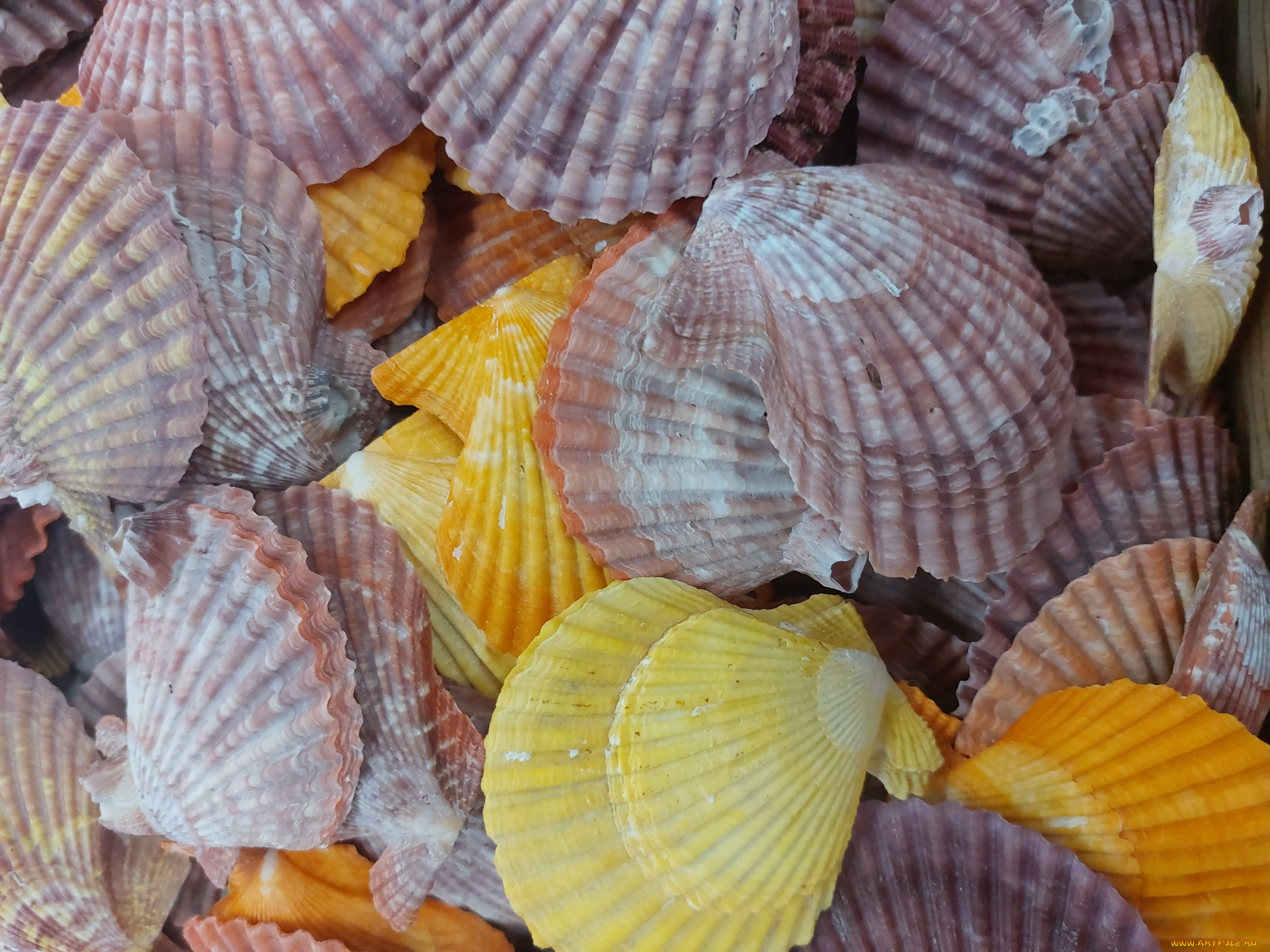 разное, ракушки, , кораллы, , декоративные, и, spa-камни, разноцветные