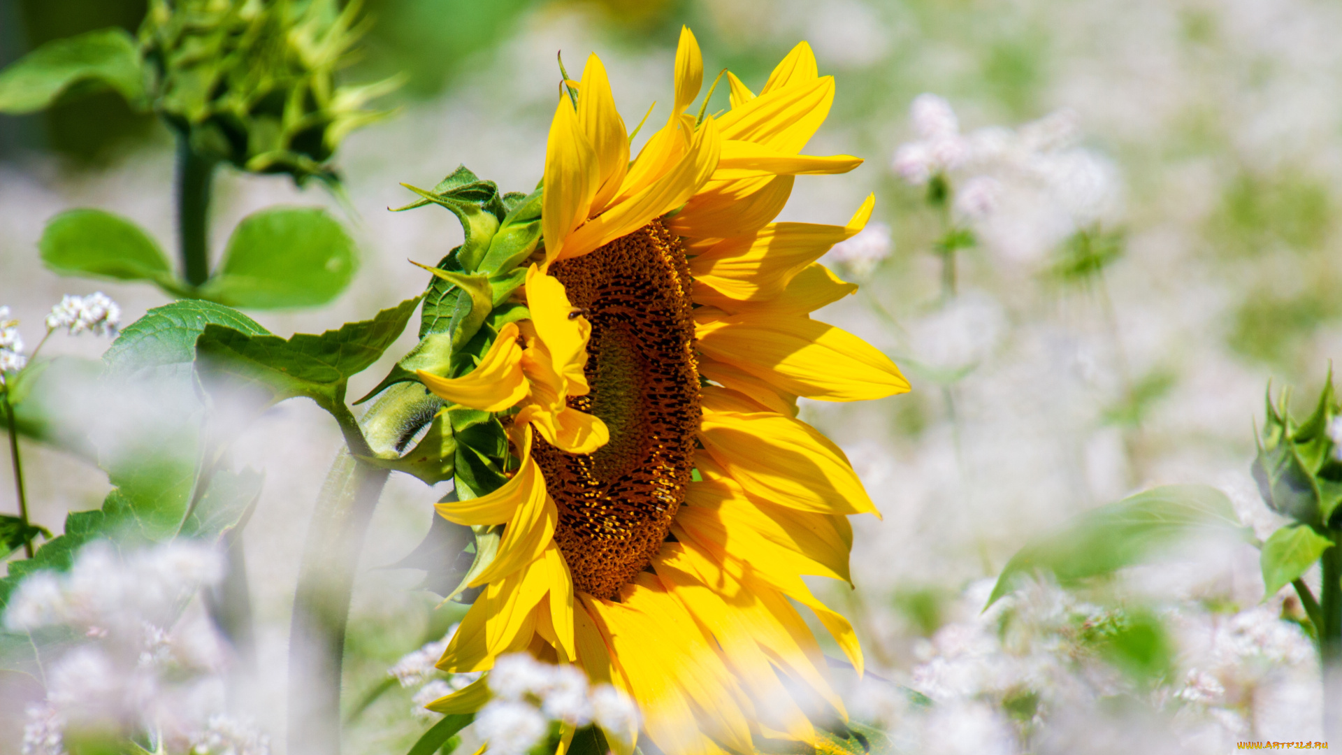 цветы, подсолнухи, цветок