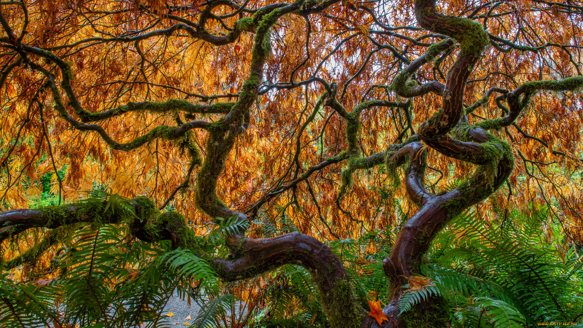 природа, деревья, осень