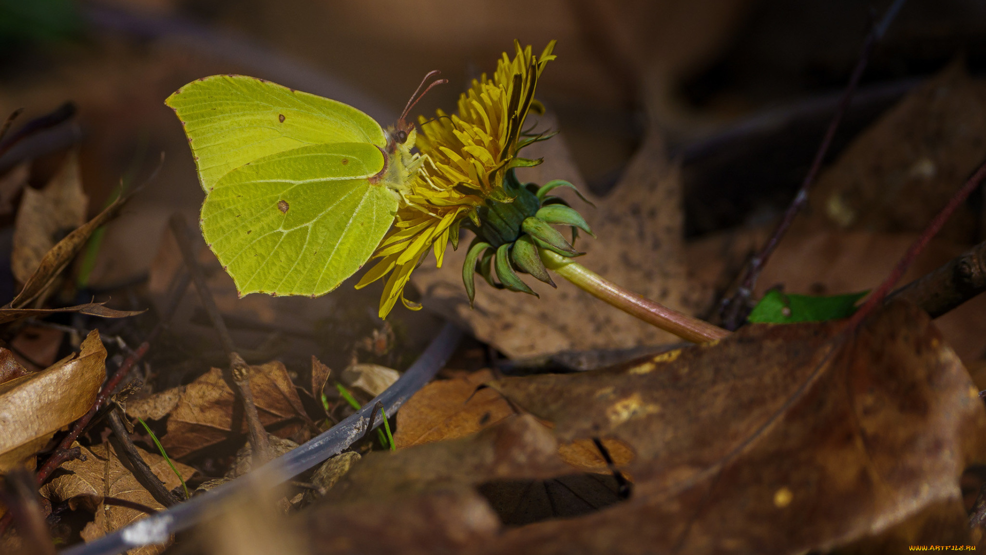 животные, бабочки, , мотыльки, , моли, бабочка