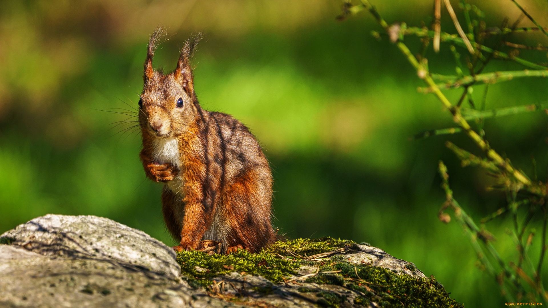 животные, белки, белка