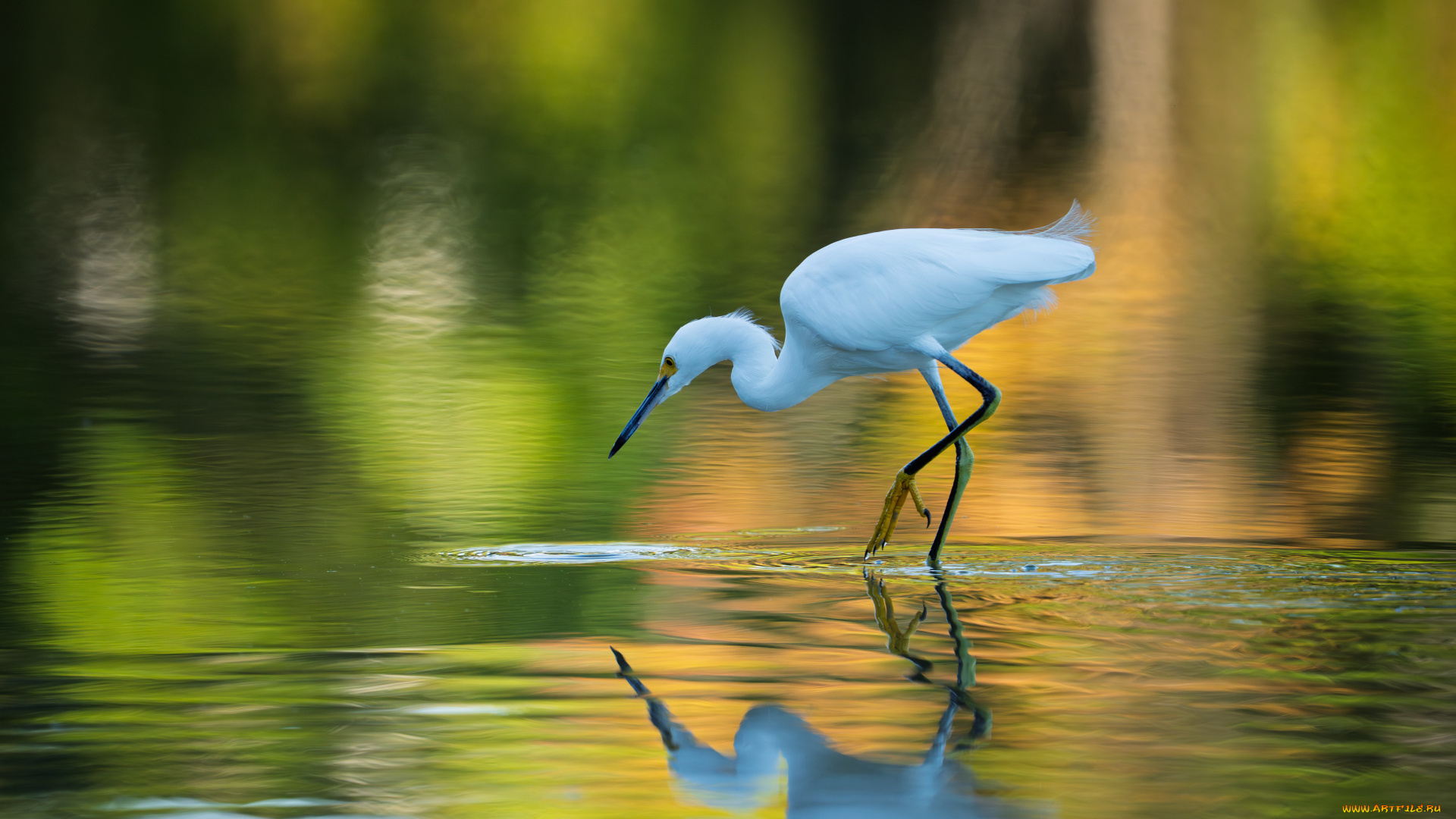 животные, цапли, , выпи, птица