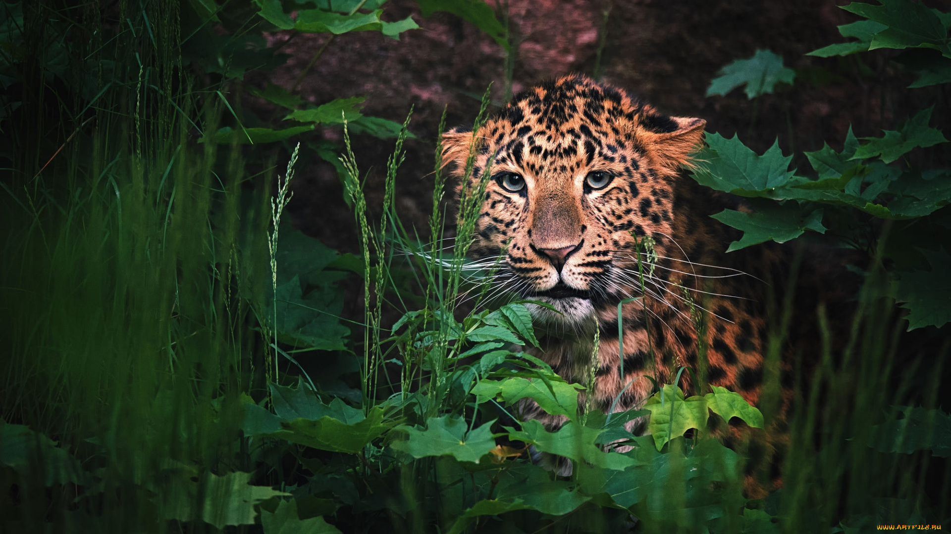 животные, леопарды, малыш