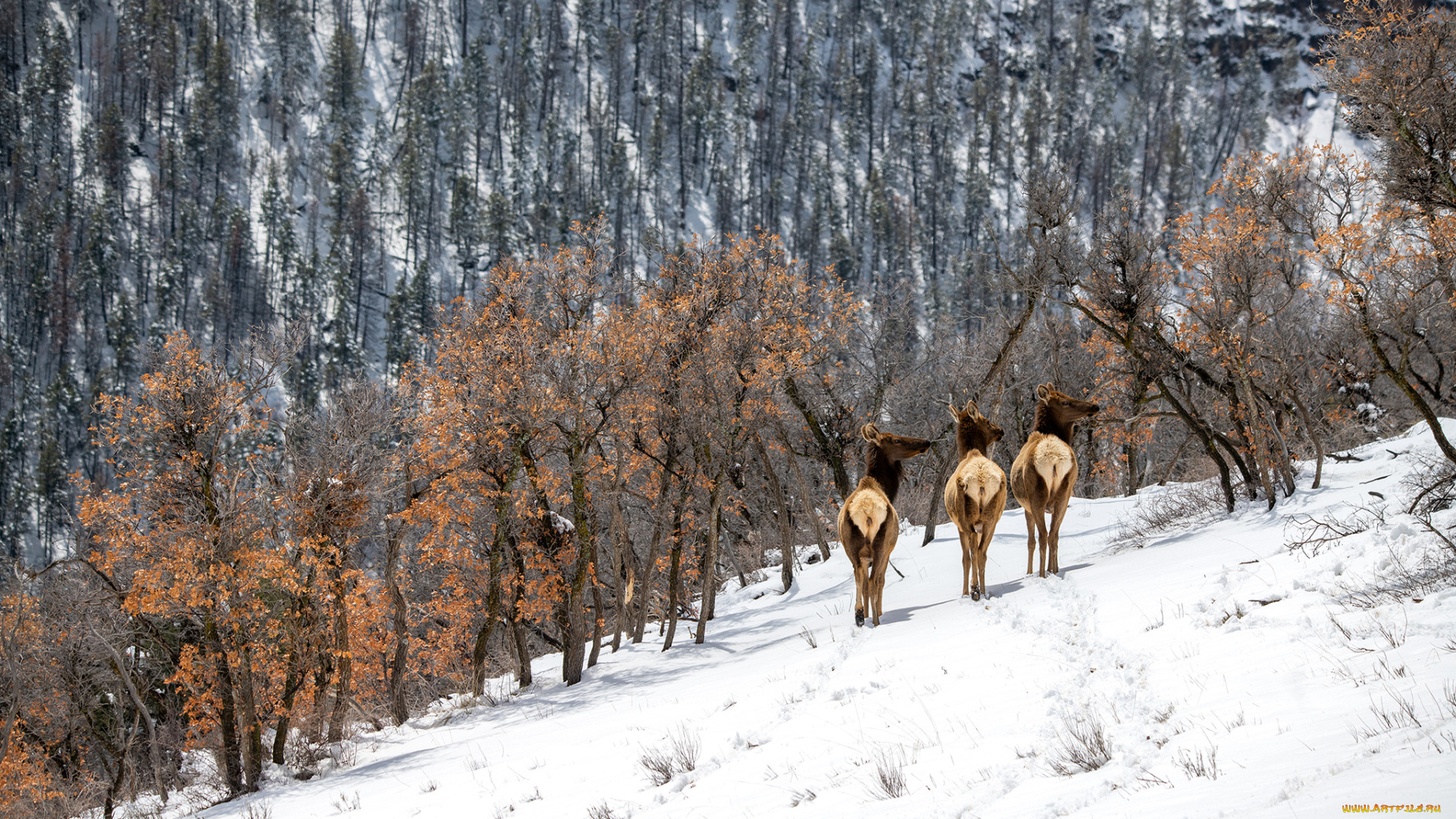 животные, олени, зима, снег