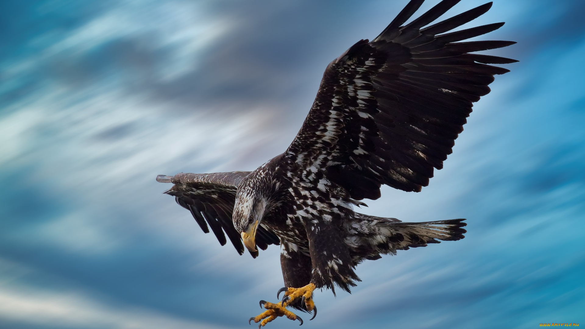 животные, птицы, -, хищники, птица