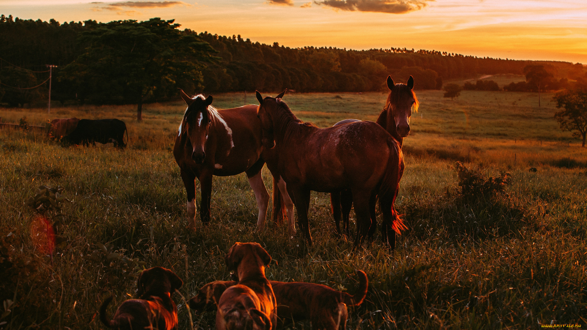 животные, разные, вместе, пейзаж