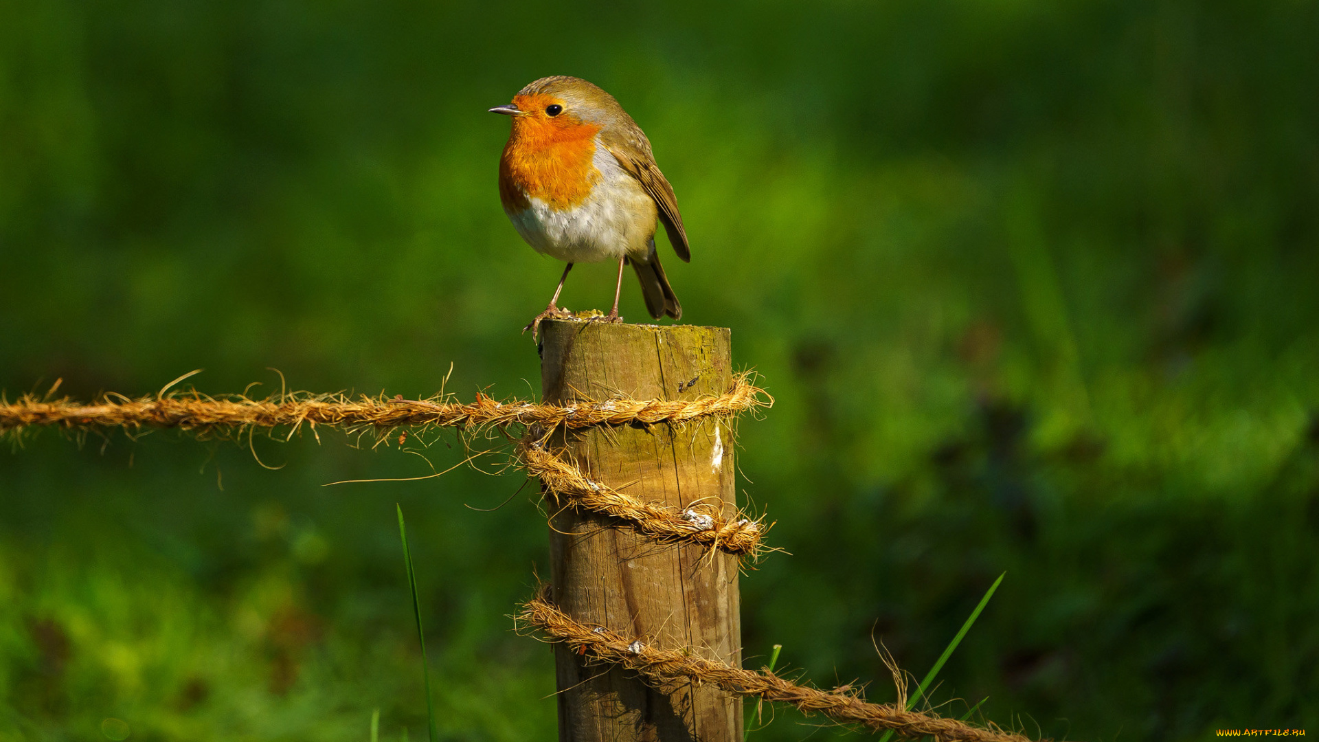 животные, синицы, , лазоревки, птица