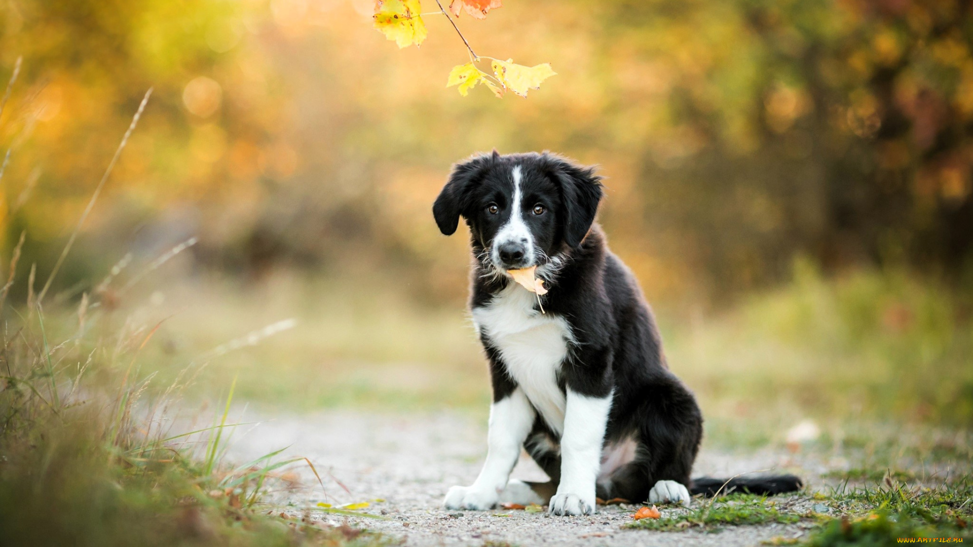 животные, собаки, щенок, листья, ветка, трава, осень