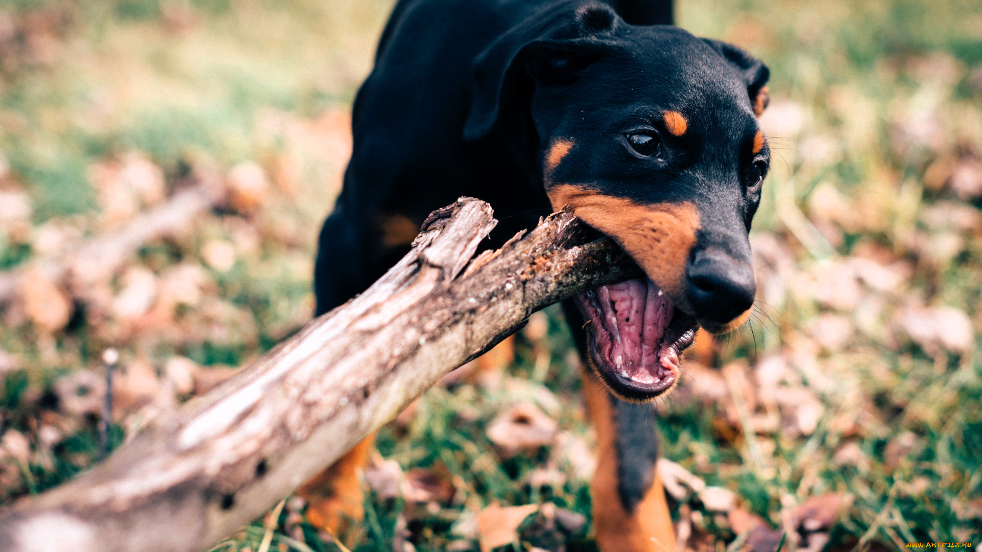 животные, собаки, собака, щенок, палка, доберман, трава, листья
