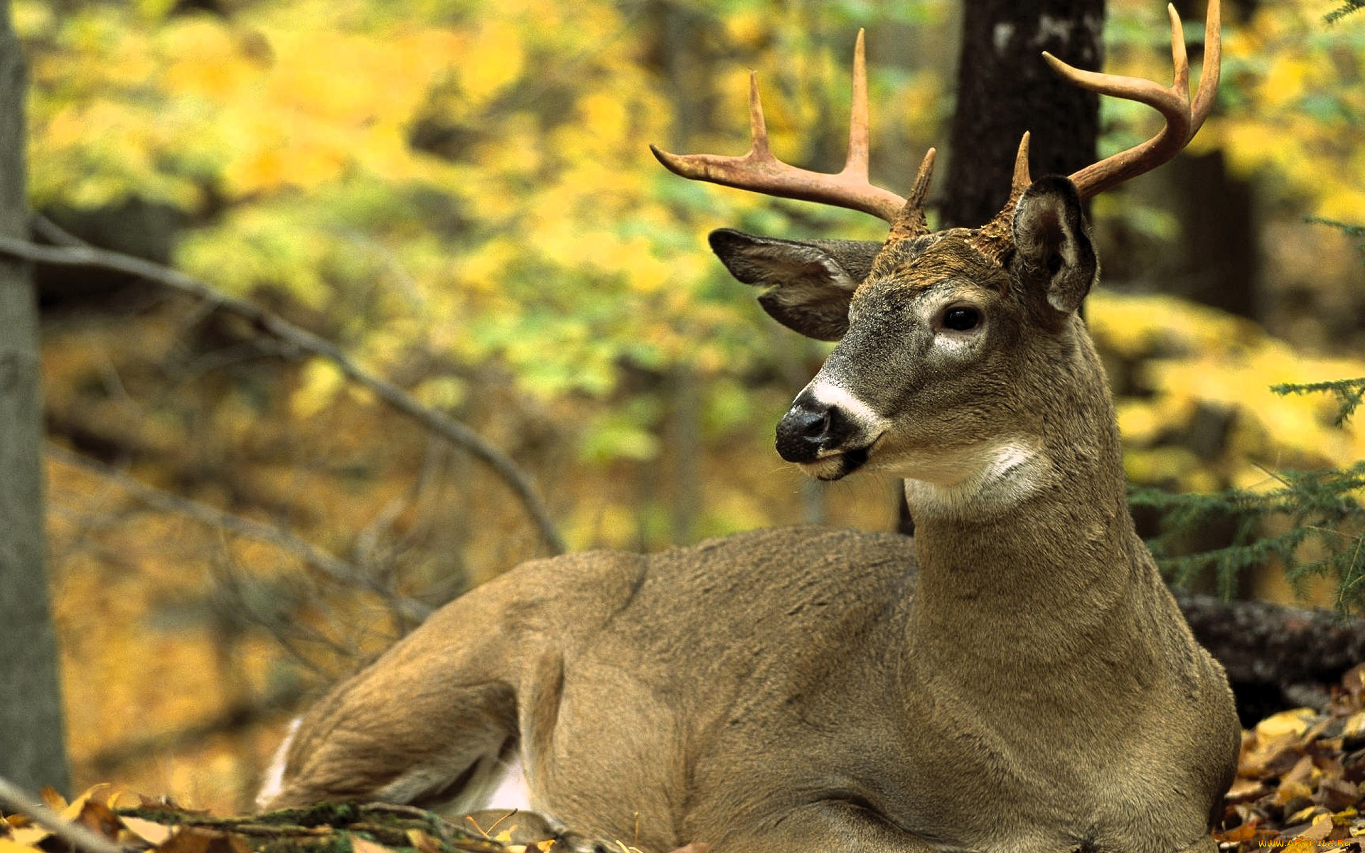животные, олени, олень, рога, лес, осень, листья