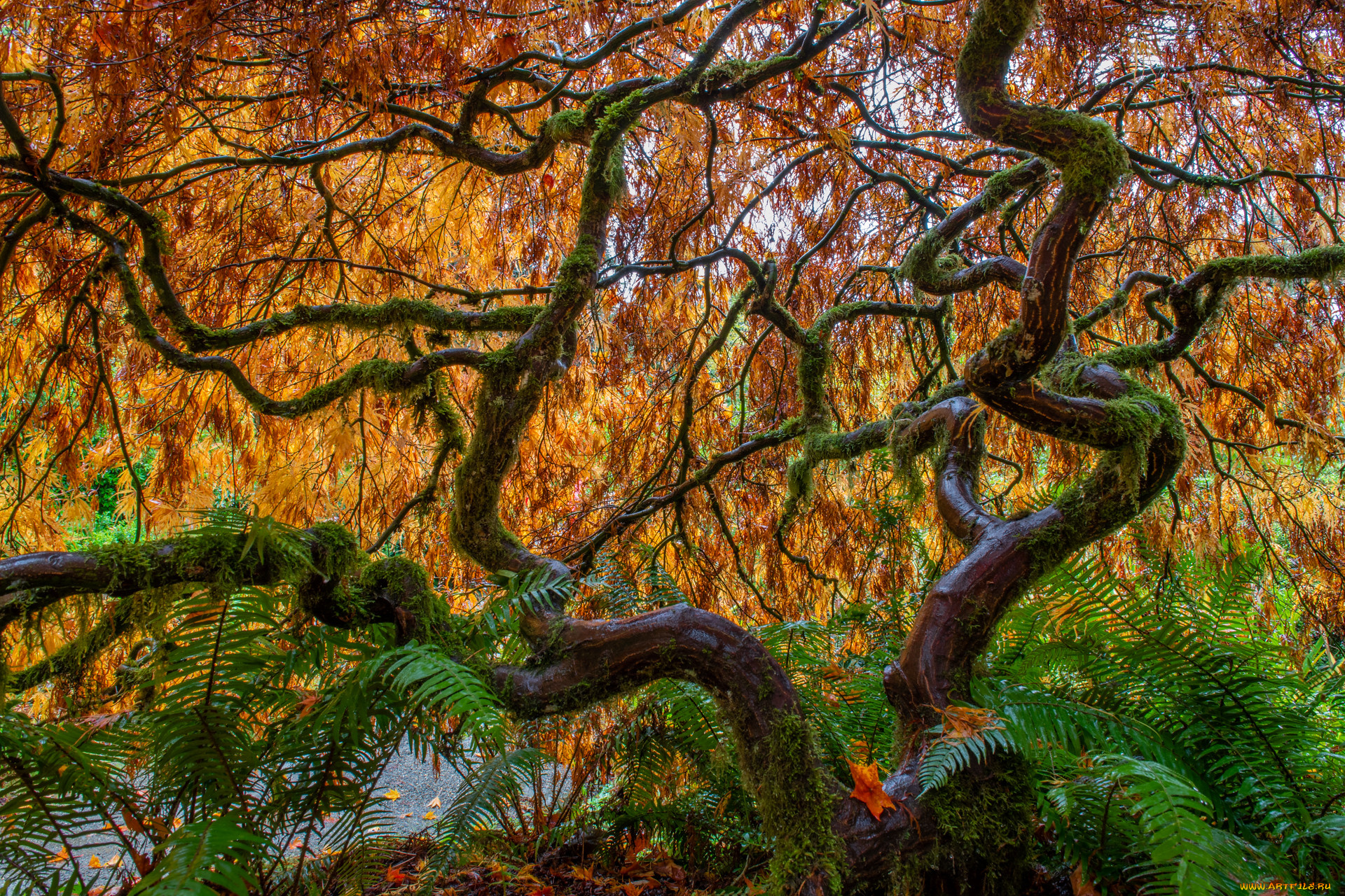 природа, деревья, осень