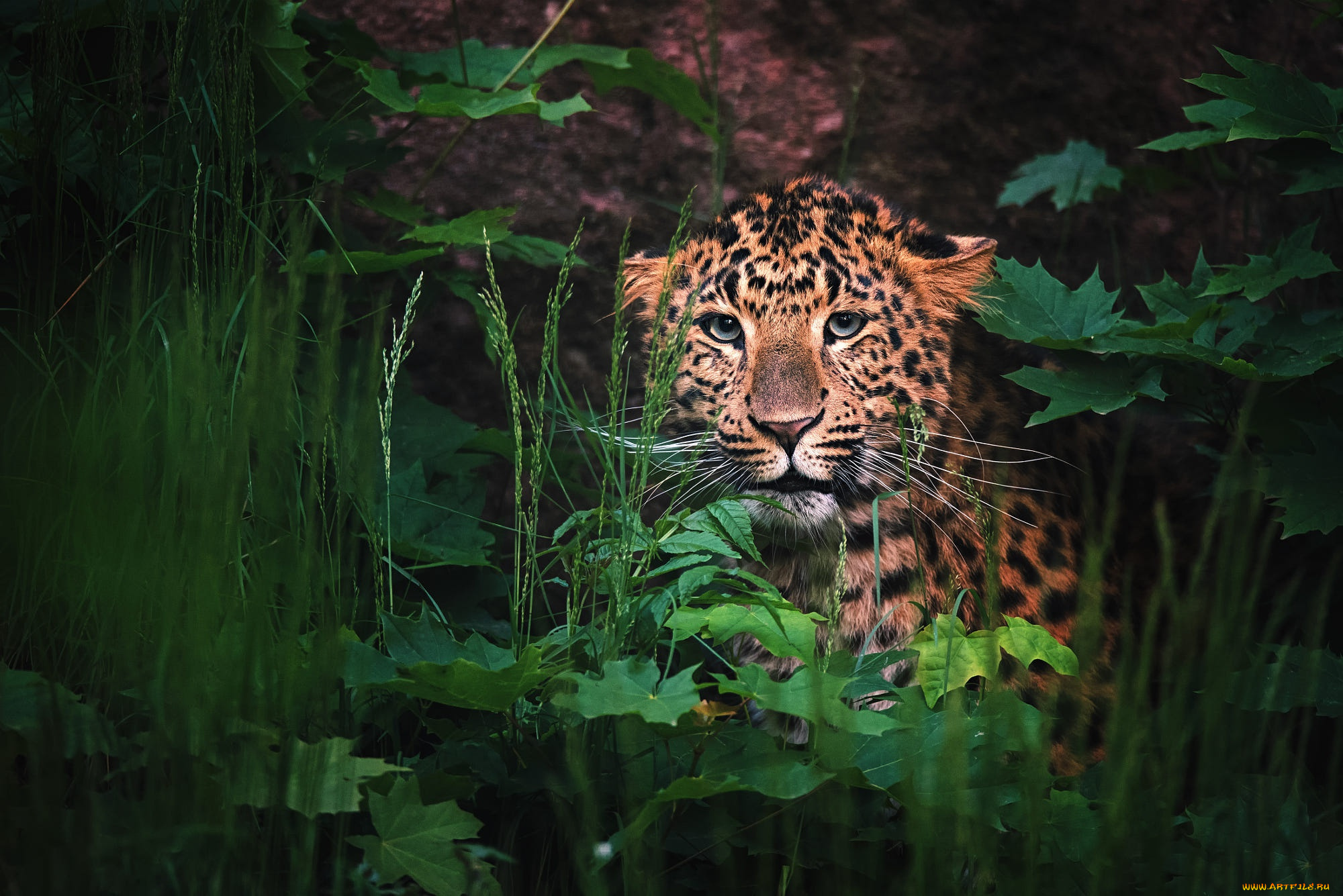 животные, леопарды, малыш