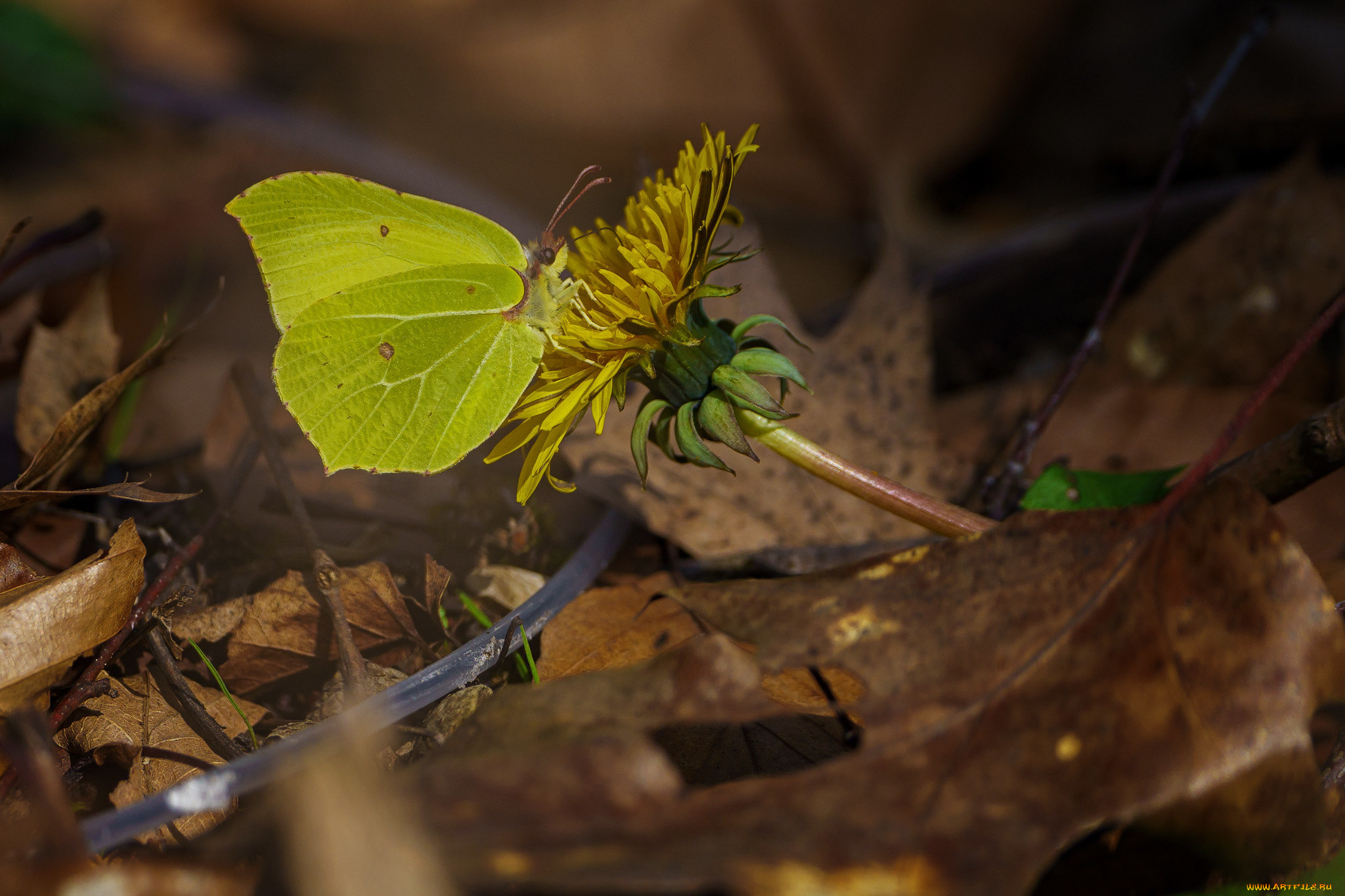 животные, бабочки, , мотыльки, , моли, бабочка