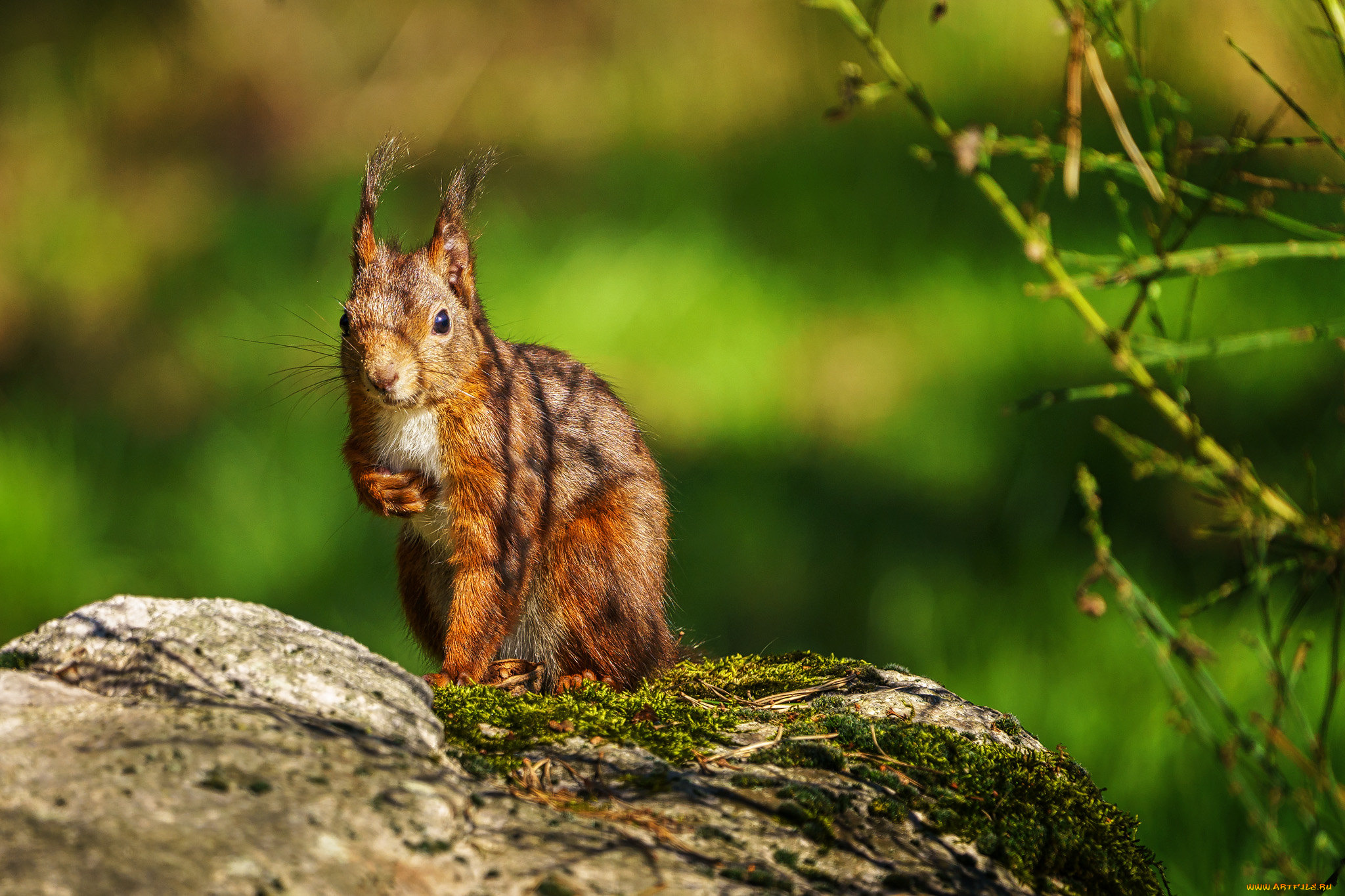 животные, белки, белка
