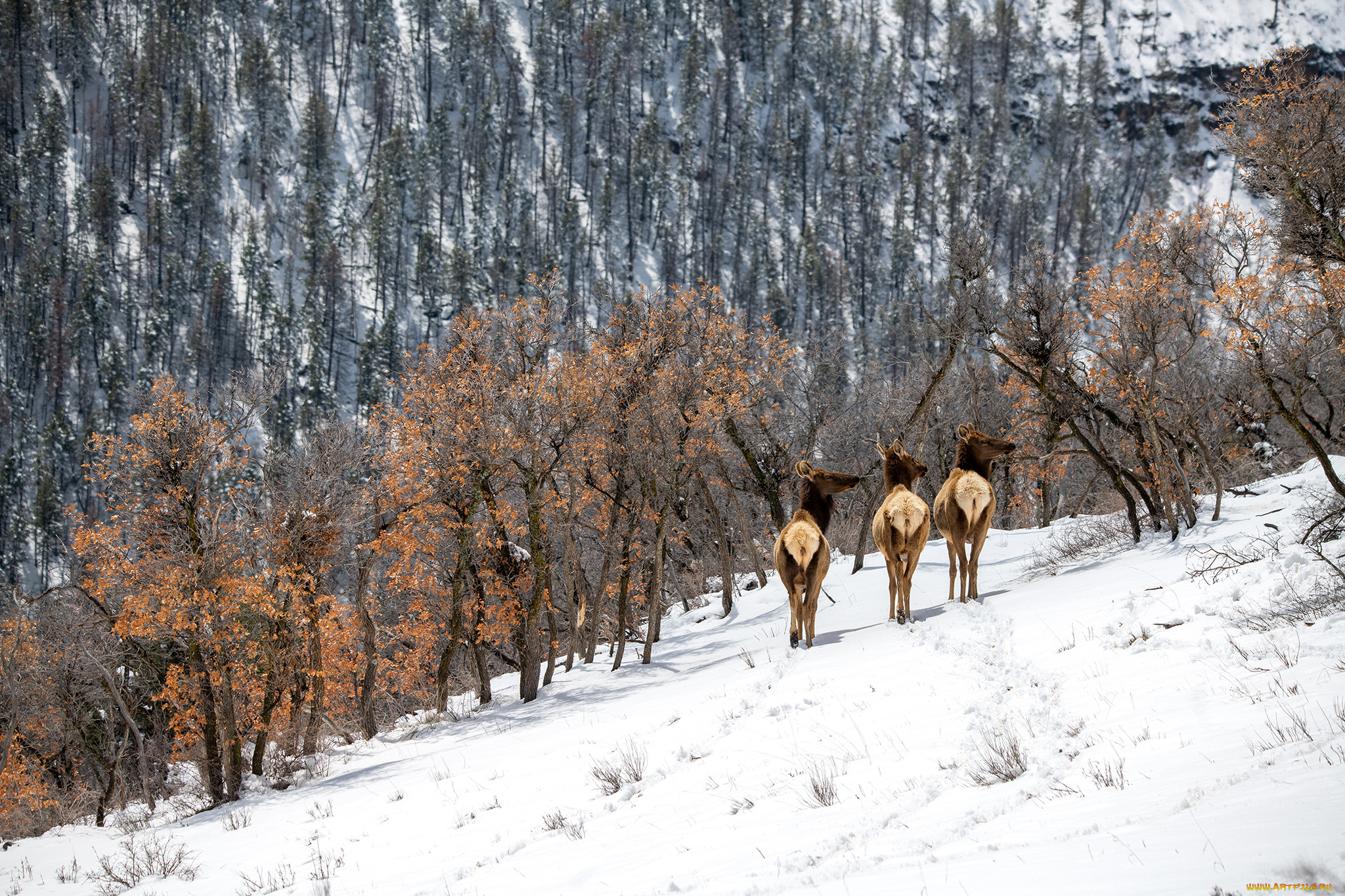 животные, олени, зима, снег