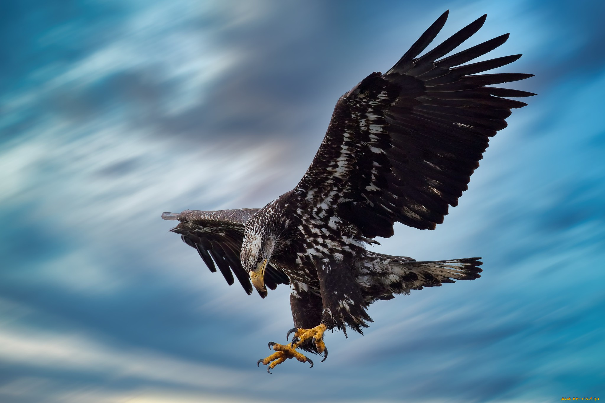 животные, птицы, -, хищники, птица