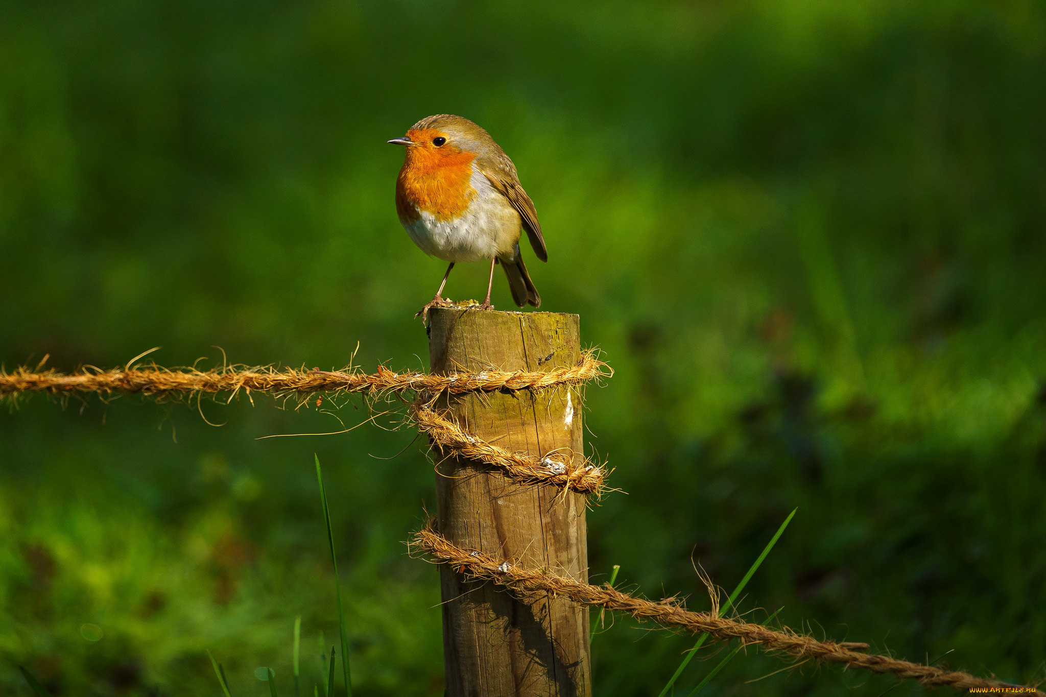 животные, синицы, , лазоревки, птица