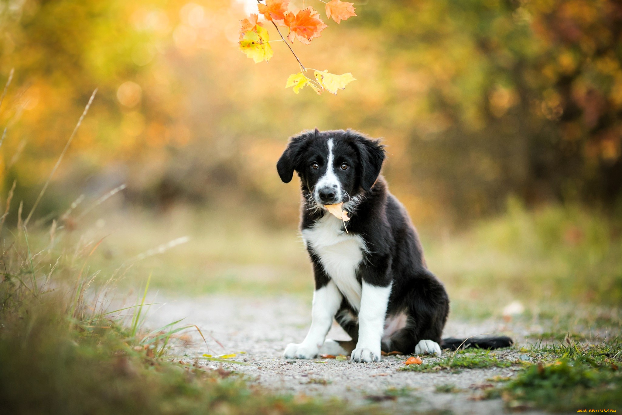 животные, собаки, щенок, листья, ветка, трава, осень