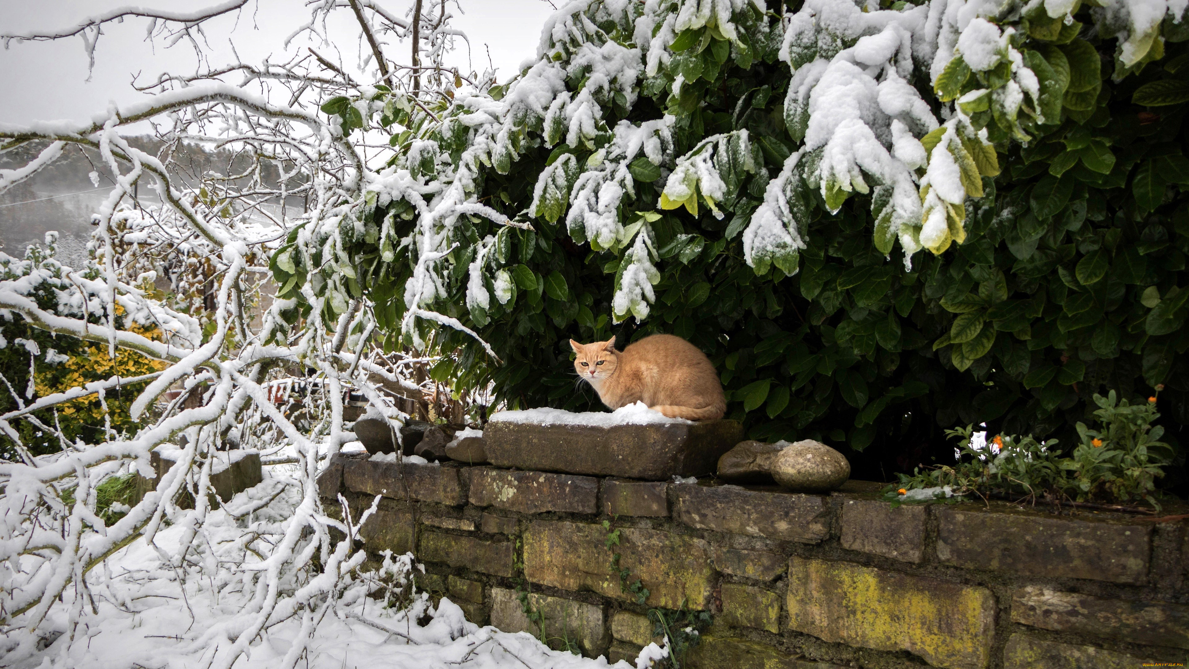 животные, коты, кот, забор, снег, деревья, ветки