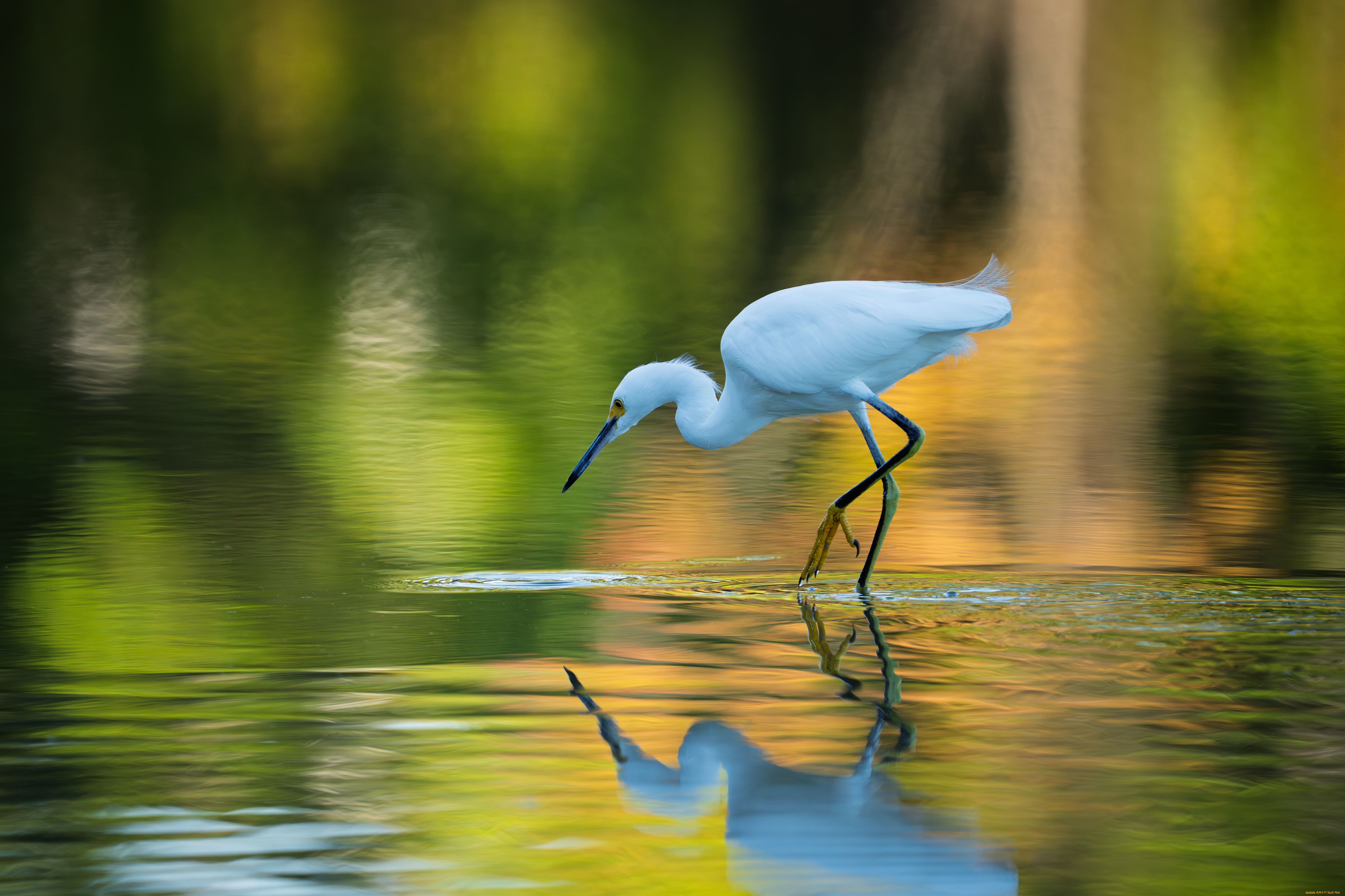 животные, цапли, , выпи, птица