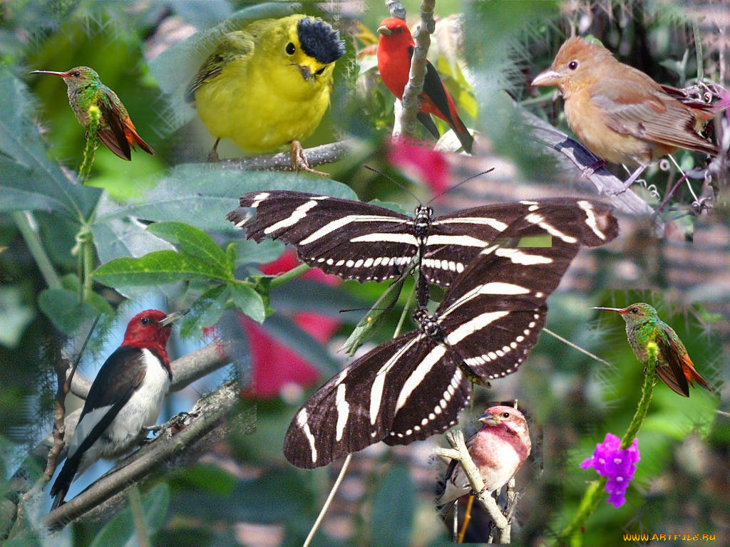 природы, нет, плохой, погоды, животные, разные, вместе