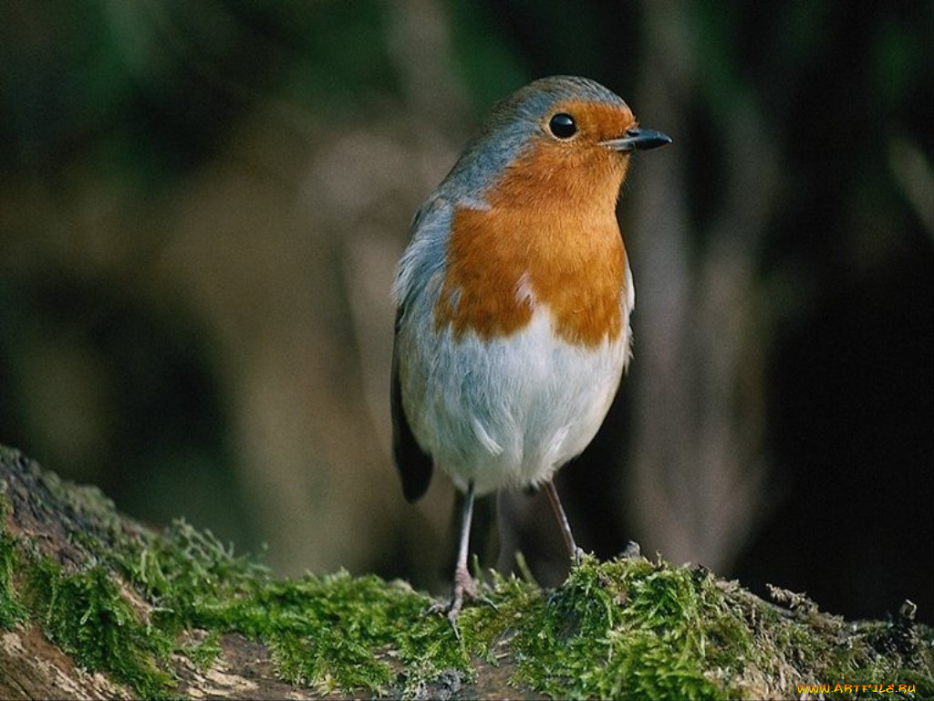 зарянка, животные, зарянки, малиновки